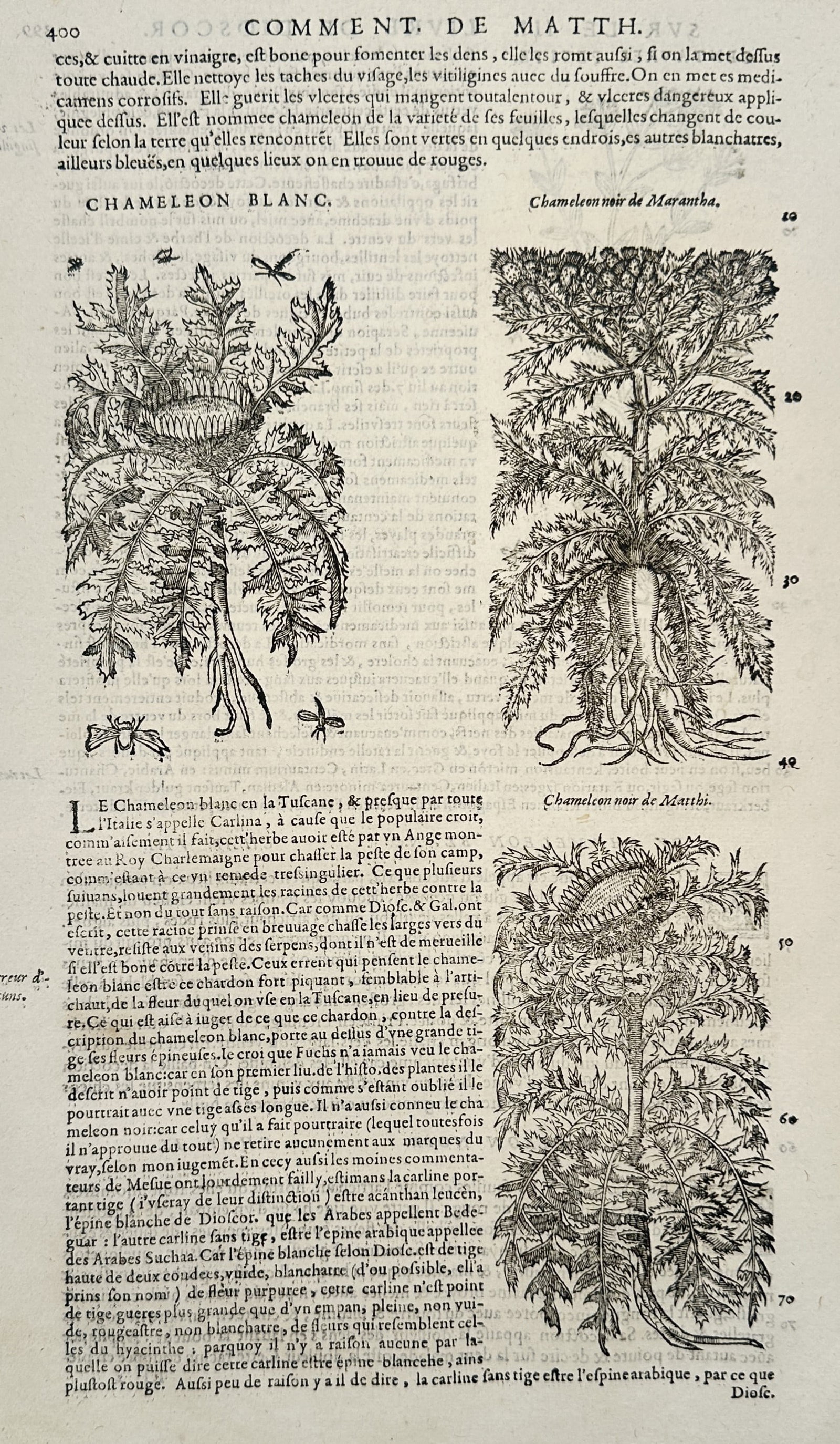 Pietro Andrea Mattioli (1501–1577) – View of White and Black Chameleon Thistles – Woodcut (1 of 2)
