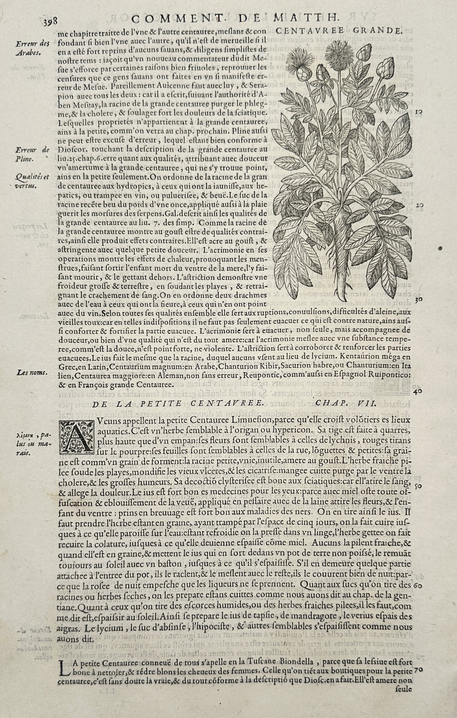 Pietro Andrea Mattioli (1501–1577) – View of Great Centaury (Centavree Grande) – Woodcut (1 of 2)