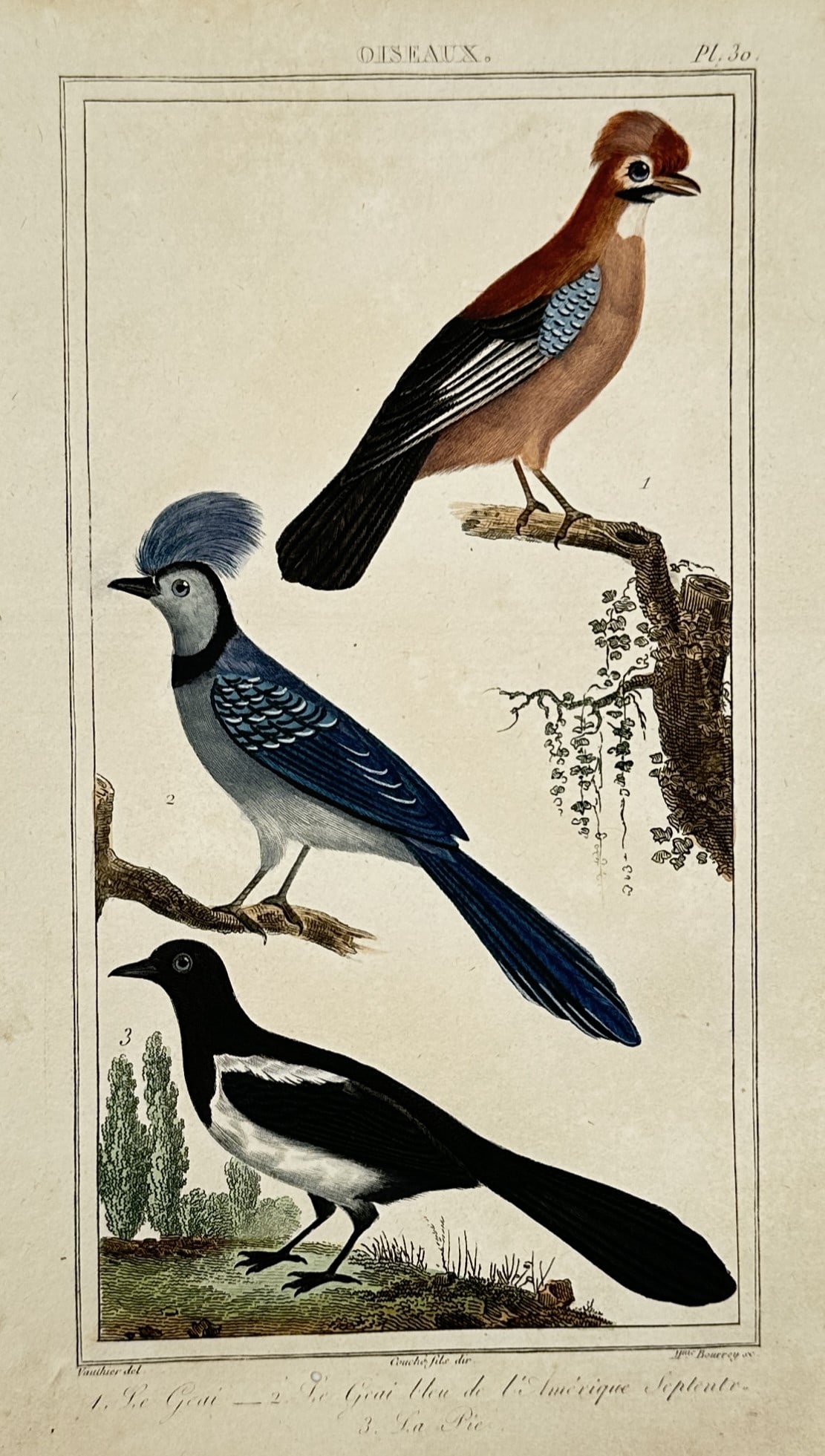 Georges-Louis Leclerc, Comte de Buffon – Studies of Corvids – Hand-coloured copper engraving (1 of 2)
