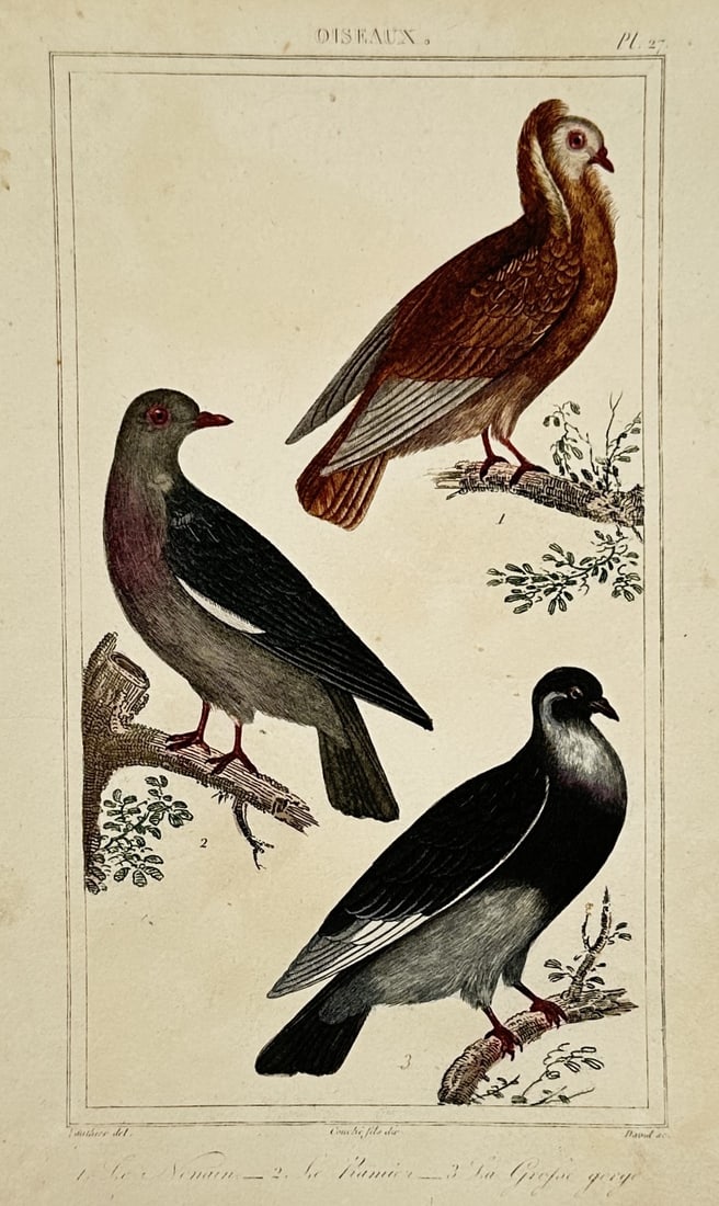 Georges-Louis Leclerc, Comte de Buffon – Studies of Pigeons – Hand-coloured copper engraving (1 of 2)