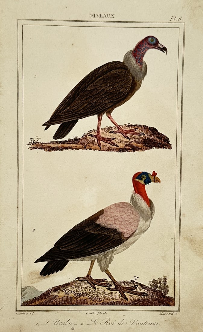 Georges-Louis Leclerc, Comte de Buffon – Study of the King Vulture and Urubu (1 of 2)