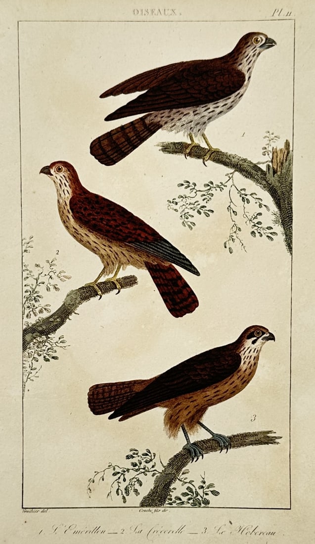 Georges-Louis Leclerc, Comte de Buffon – Studies of Small Falcons – Hand-coloured copper (1 of 2)