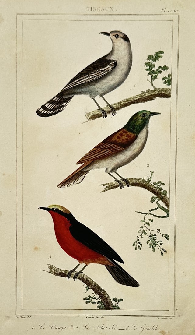 Georges-Louis Leclerc, Comte de Buffon – Studies of Three Exotic Birds – Hand-coloured copper (1 of 2)