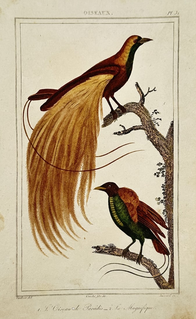 Georges-Louis Leclerc, Comte de Buffon – Studies of the Greater Bird of Paradise (1 of 2)