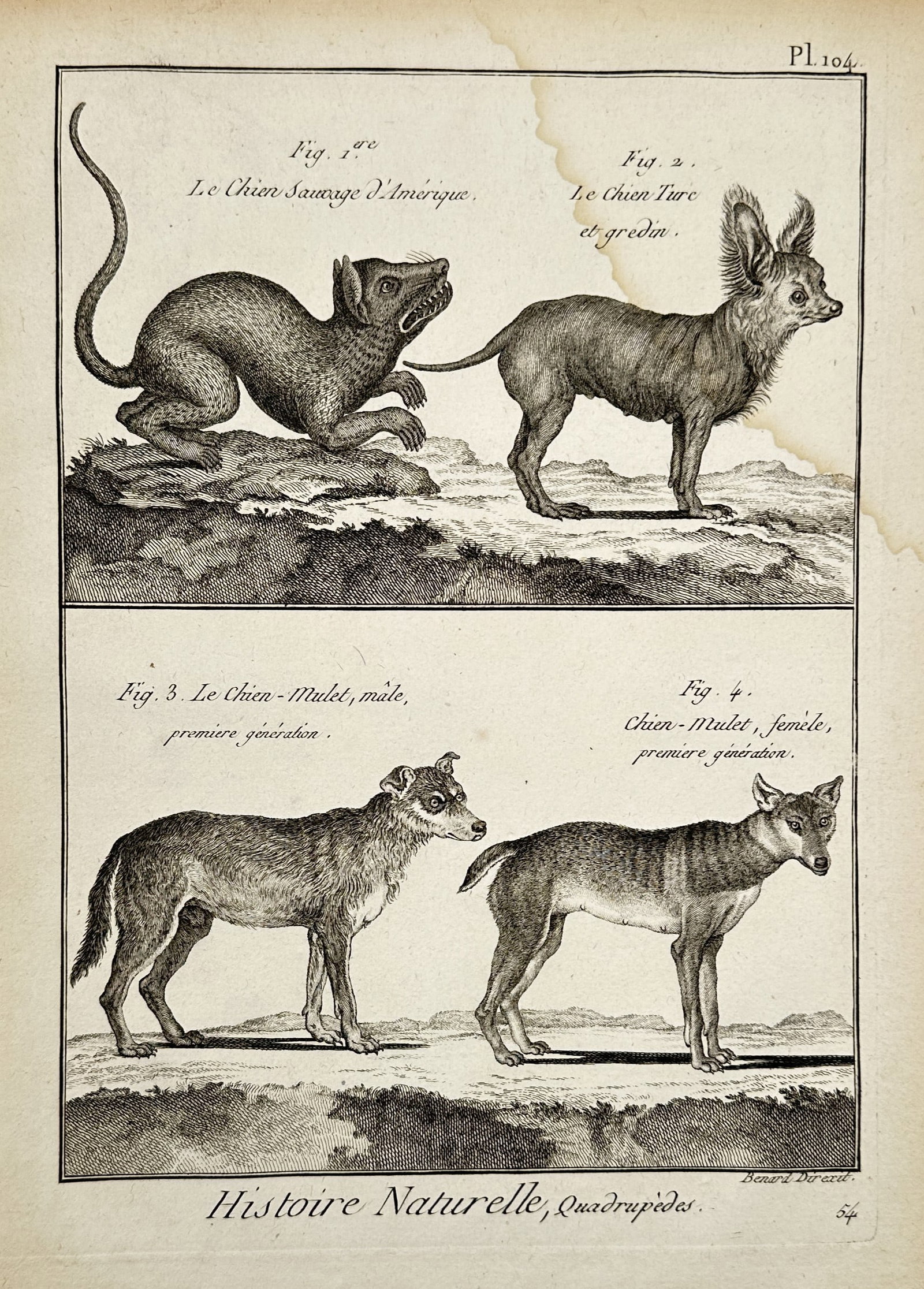 Robert Bénard (1734–1777) – Study of Wild and Domestic Canines – Engraving (1771): "Histoire Naturelle, Quadrupèdes." This engraving illustrates four distinct canine types, identified as Le Chien Sauvage d'Amérique, Le Chien Turc et gredin, and male and female examples of the Chie