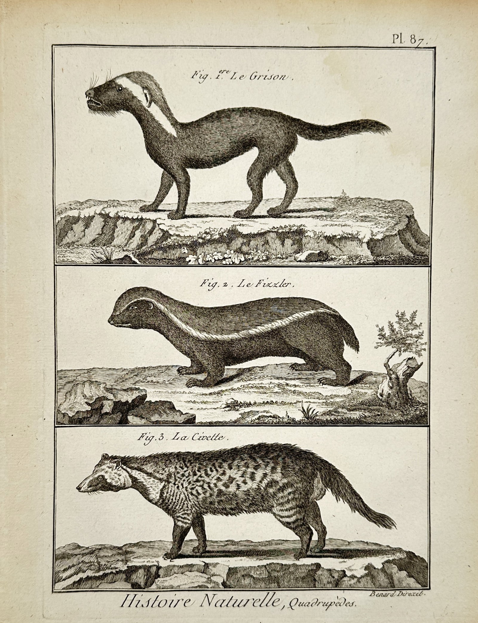Robert Bénard (1734–1777) – Study of Three Small Carnivores – Engraving (1771): "Histoire Naturelle, Quadrupèdes." This engraving illustrates three distinct species of small carnivores, identified as Le Grison, Le Fossane, and La Civette. The work is a plate from the Recueil de