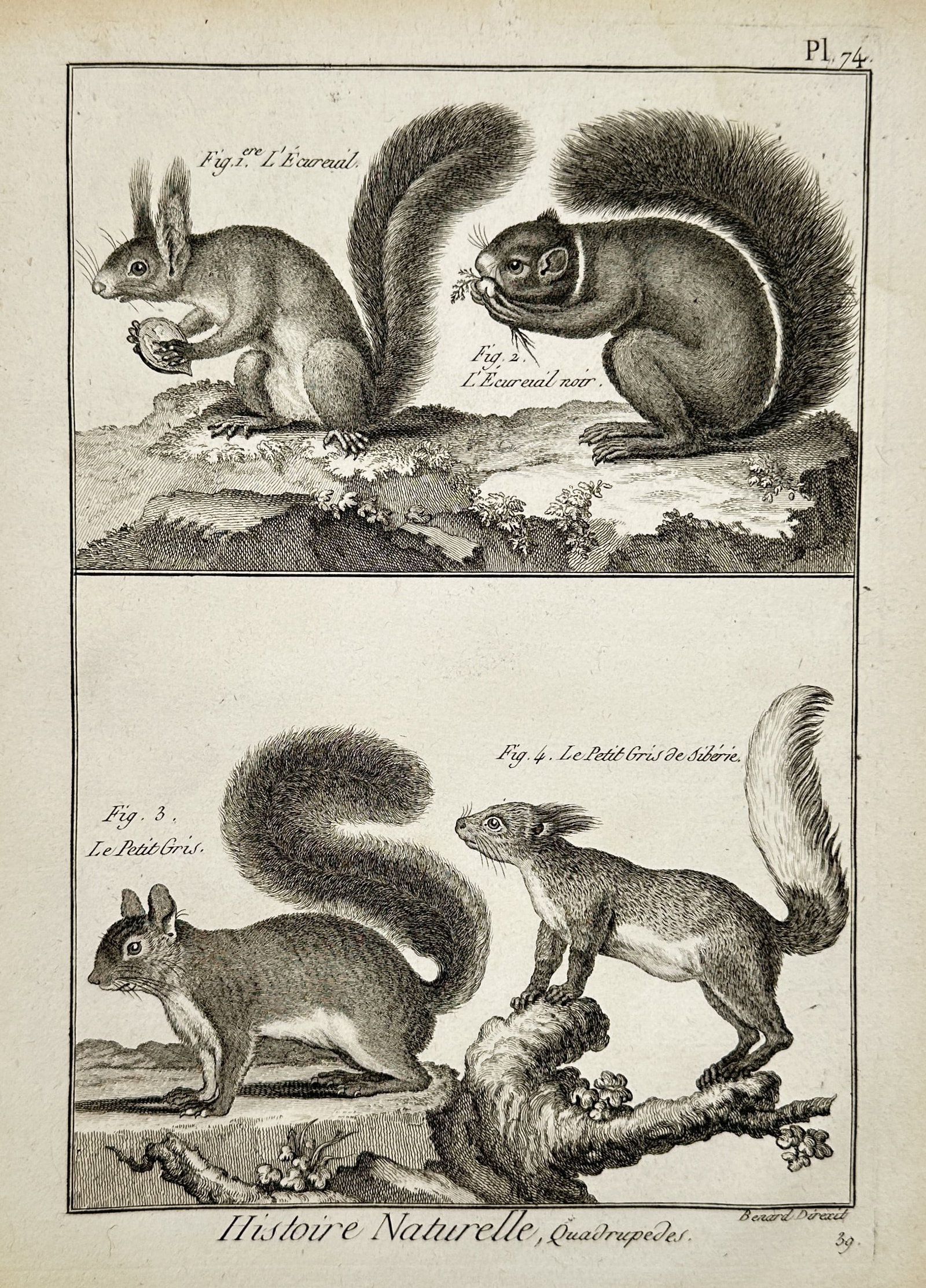 Robert Bénard (1734–1777) – Study of Four Squirrel Species – Engraving (1771) (1 of 2)