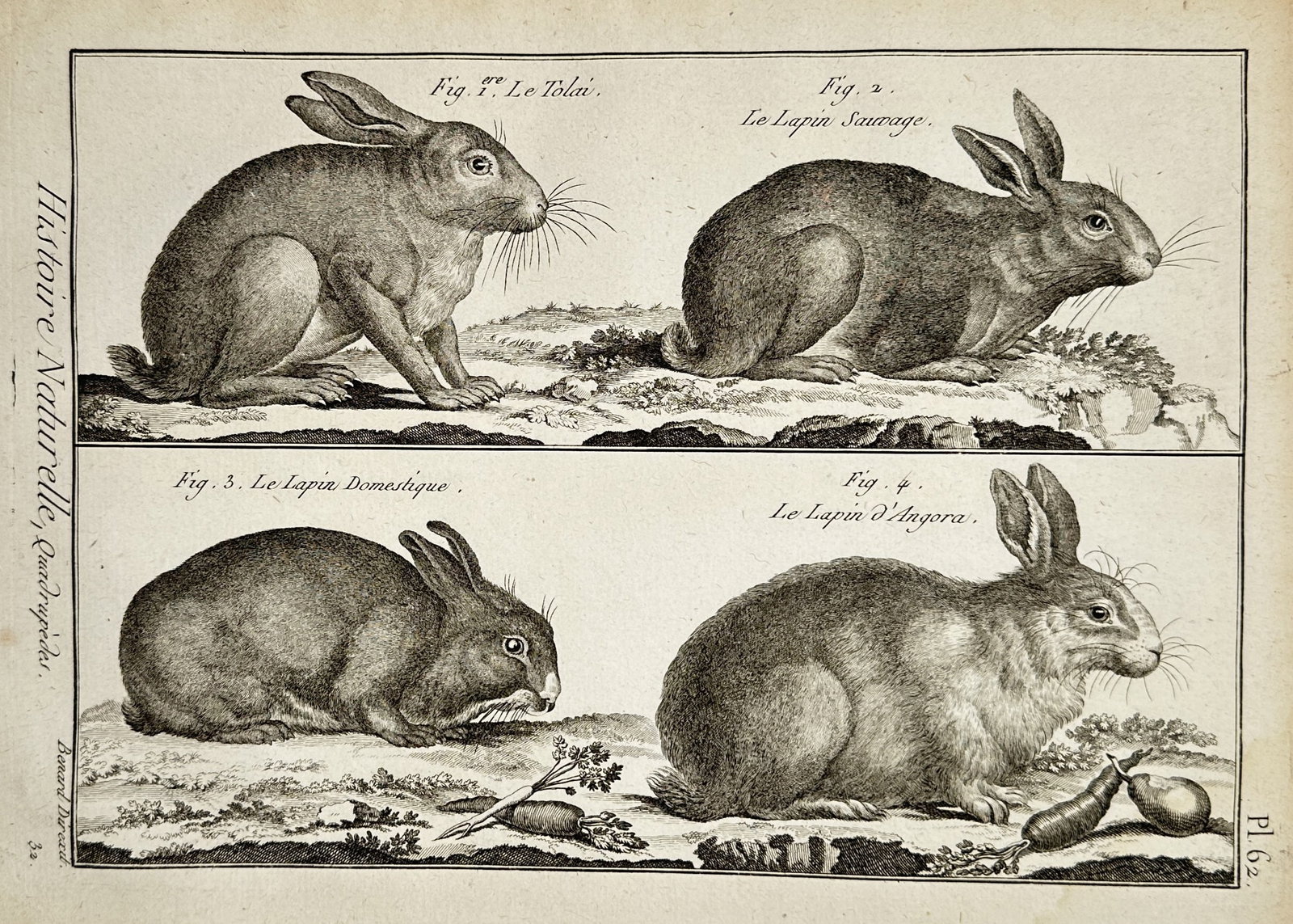 Robert Bénard (1734–1777) – Study of Four Rabbit Varieties – Engraving (1771) (1 of 2)