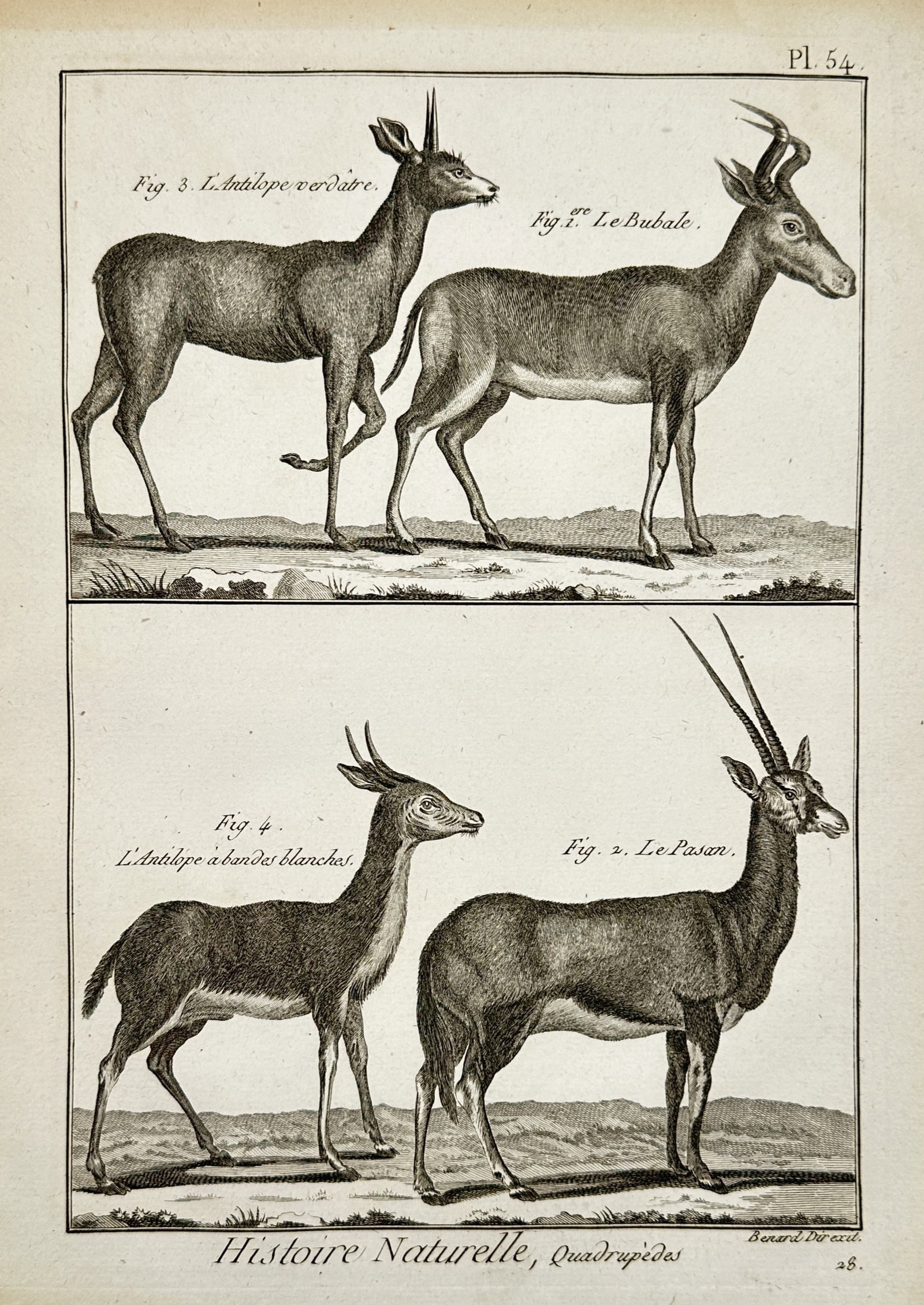 Robert Bénard (1734–1777) – Study of Four Antelope Species – Engraving (1771) (1 of 2)