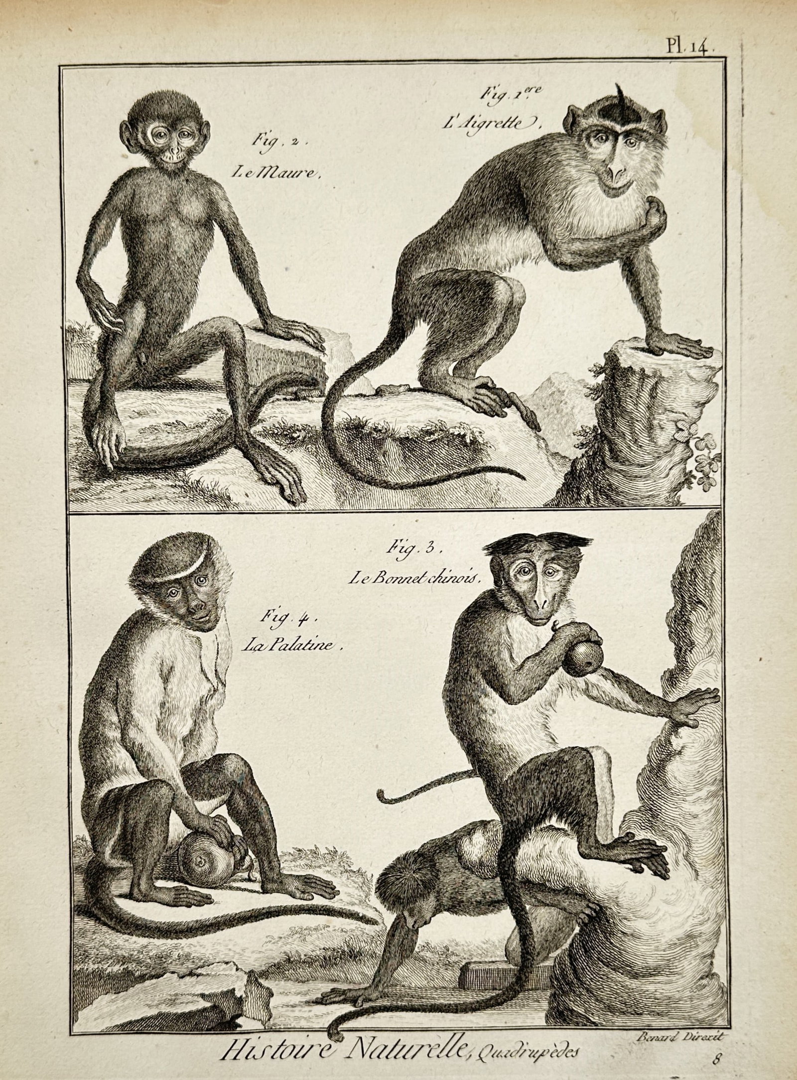 Robert Bénard (1734–1777) – Study of Four Primate Species – Engraving (1771) (1 of 2)