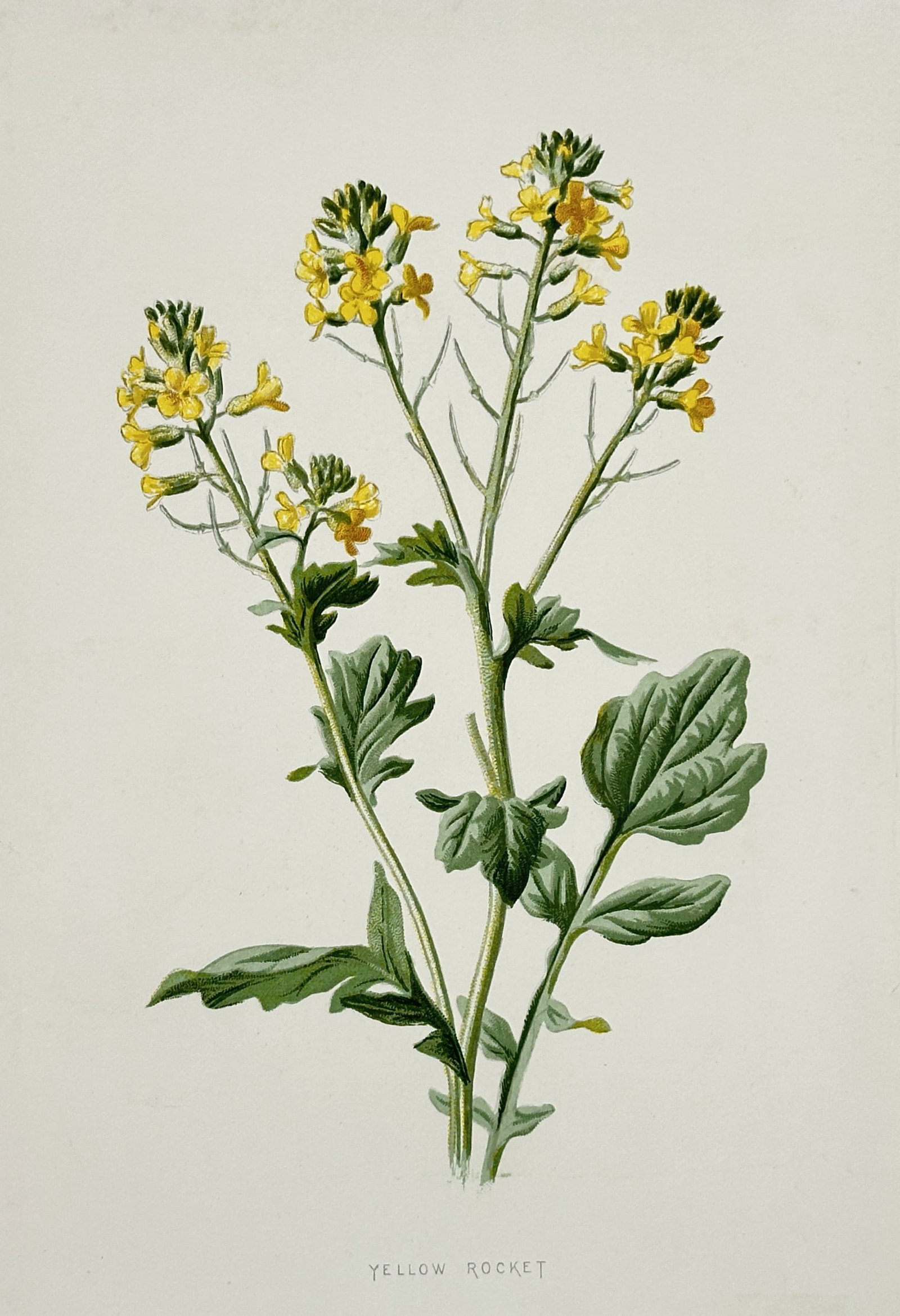 Frederick Edward Hulme (1841–1909) – Study of Yellow Rocket – Chromolithograph (1875–1900) (1 of 2)