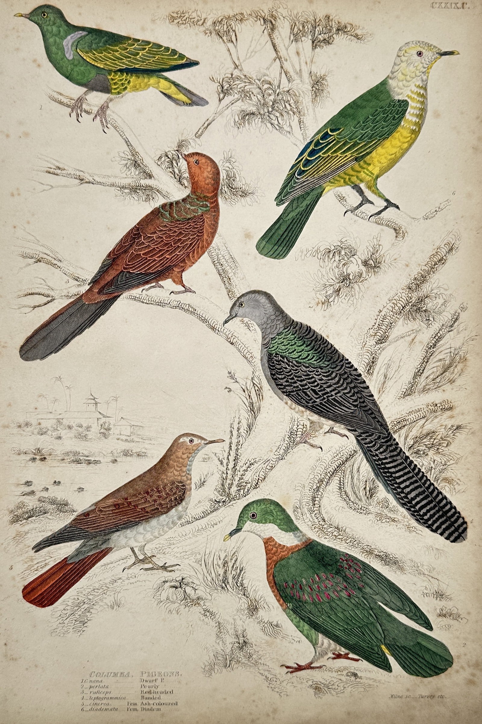 Captain Thomas Brown (1785–1862) – Study of Pigeons – Hand-coloured engraving (1835) (1 of 2)