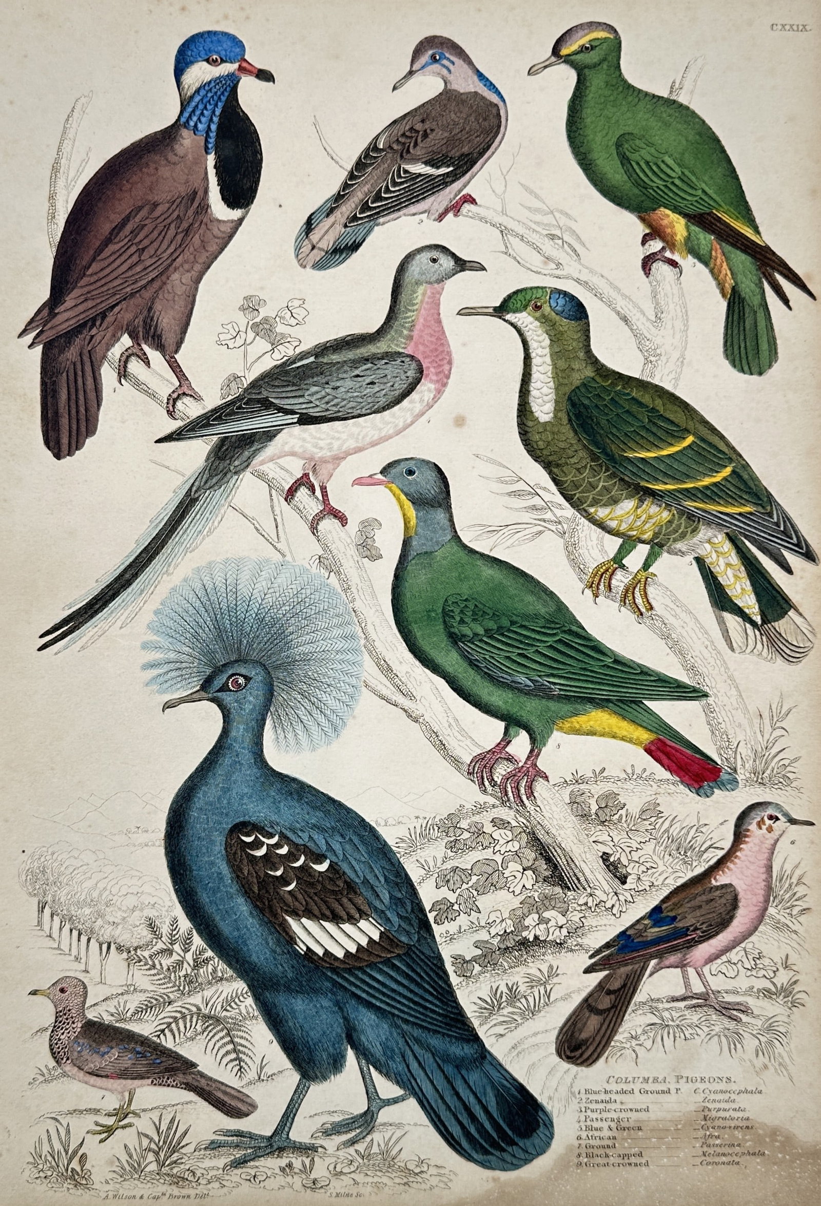 Captain Thomas Brown – Study of Pigeons and Doves – Hand-coloured engraving (1835): "Columba. Pigeons. 1. Blue-headed Ground P. 2. Temminks 3. Purple-crowned 4. Passenger 5. Blue & Green 6. Melona 7. Ground 8. Black-capped 9. Great-crowned." This hand-coloured copperplate engraving p