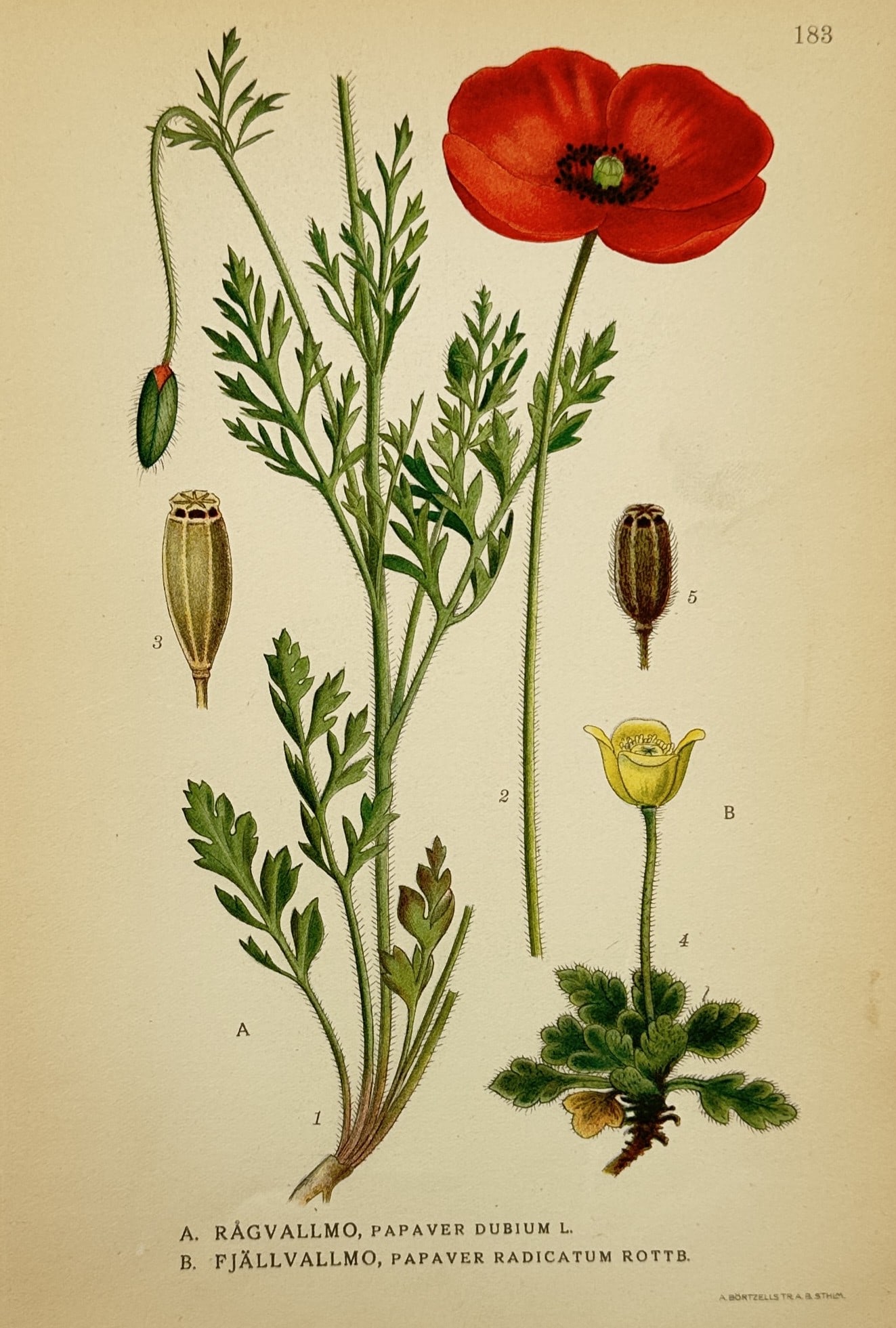 Carl Axel Magnus Lindman (1856–1928) – Study of Poppies – Chromolithograph (1901–1905) (1 of 2)