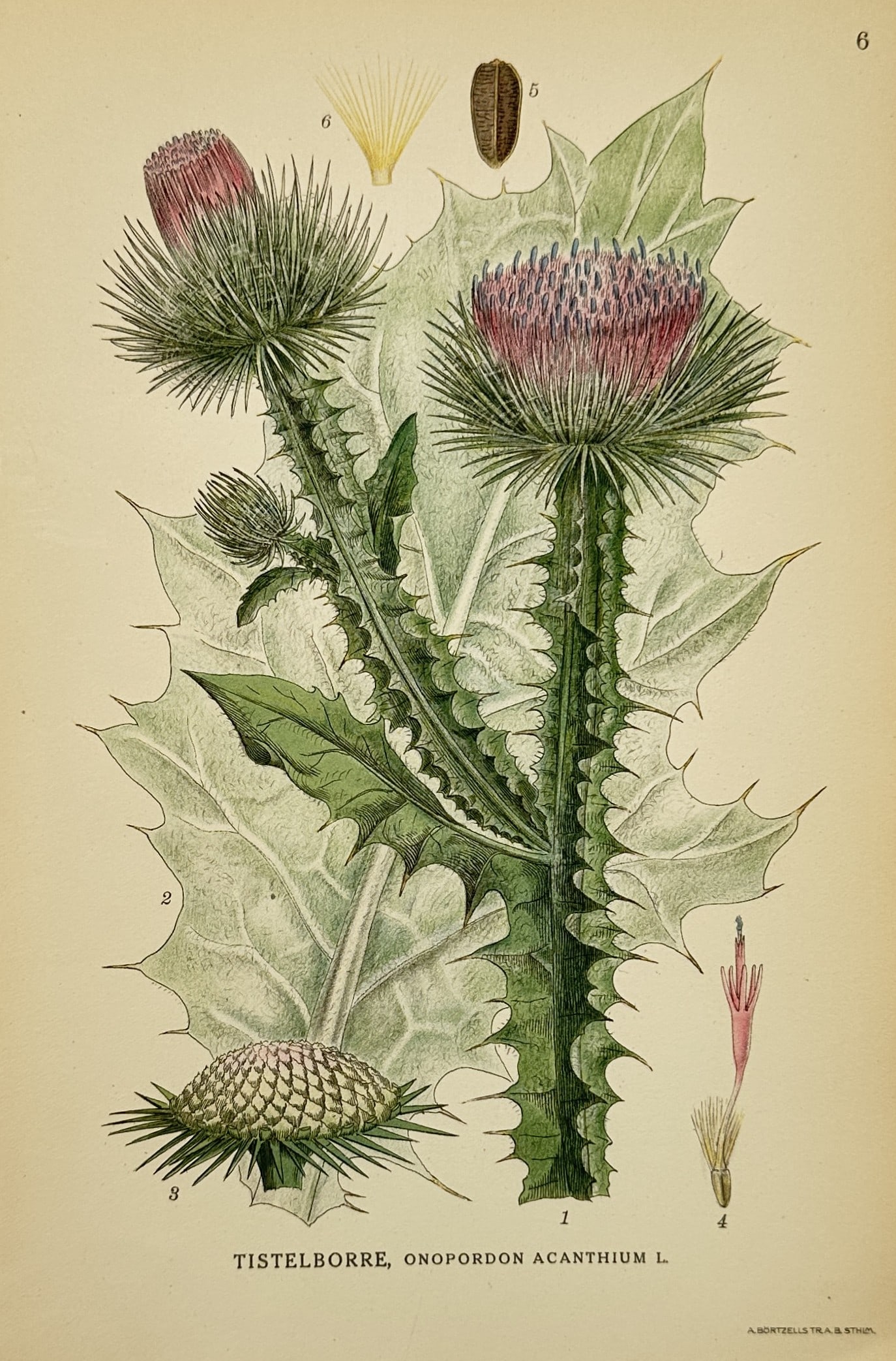 Carl Axel Magnus Lindman (1856–1928) – Study of Cotton Thistle – Chromolithograph (1 of 2)