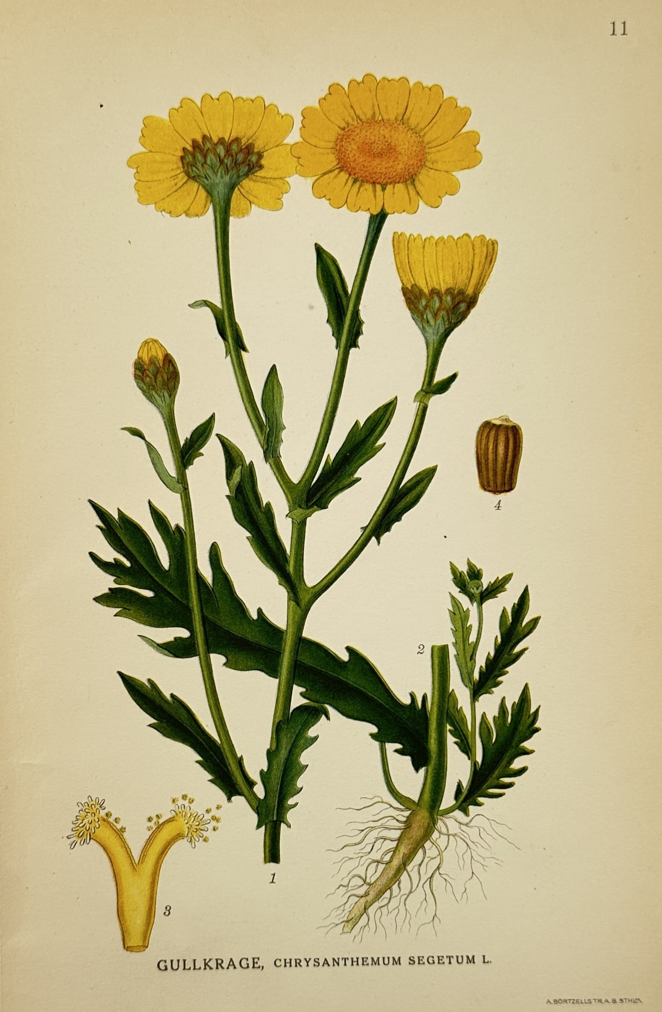 Carl Axel Magnus Lindman (1856–1928) – Study of Corn Marigold – Chromolithograph (1901–1905) (1 of 2)