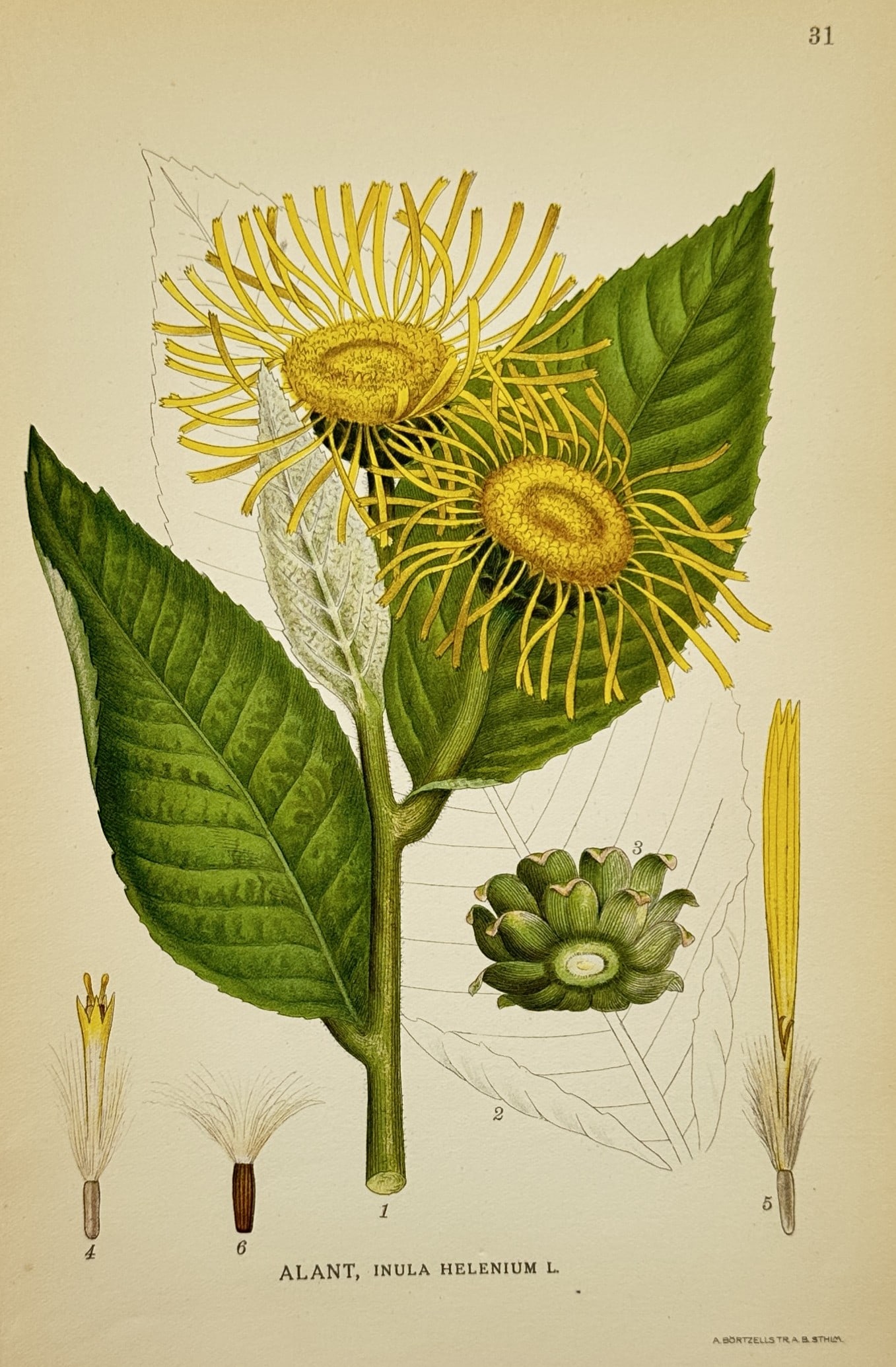 Carl Axel Magnus Lindman (1856–1928) – Study of Elecampane – Chromolithograph (1901–1905) (1 of 2)