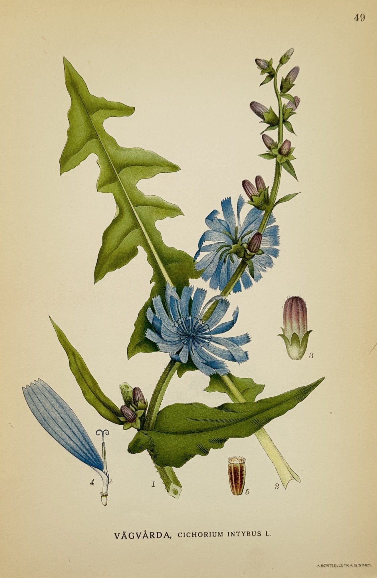 Carl Axel Magnus Lindman (1856–1928) – Study of Chicory – Chromolithograph (1901–1905) (1 of 2)