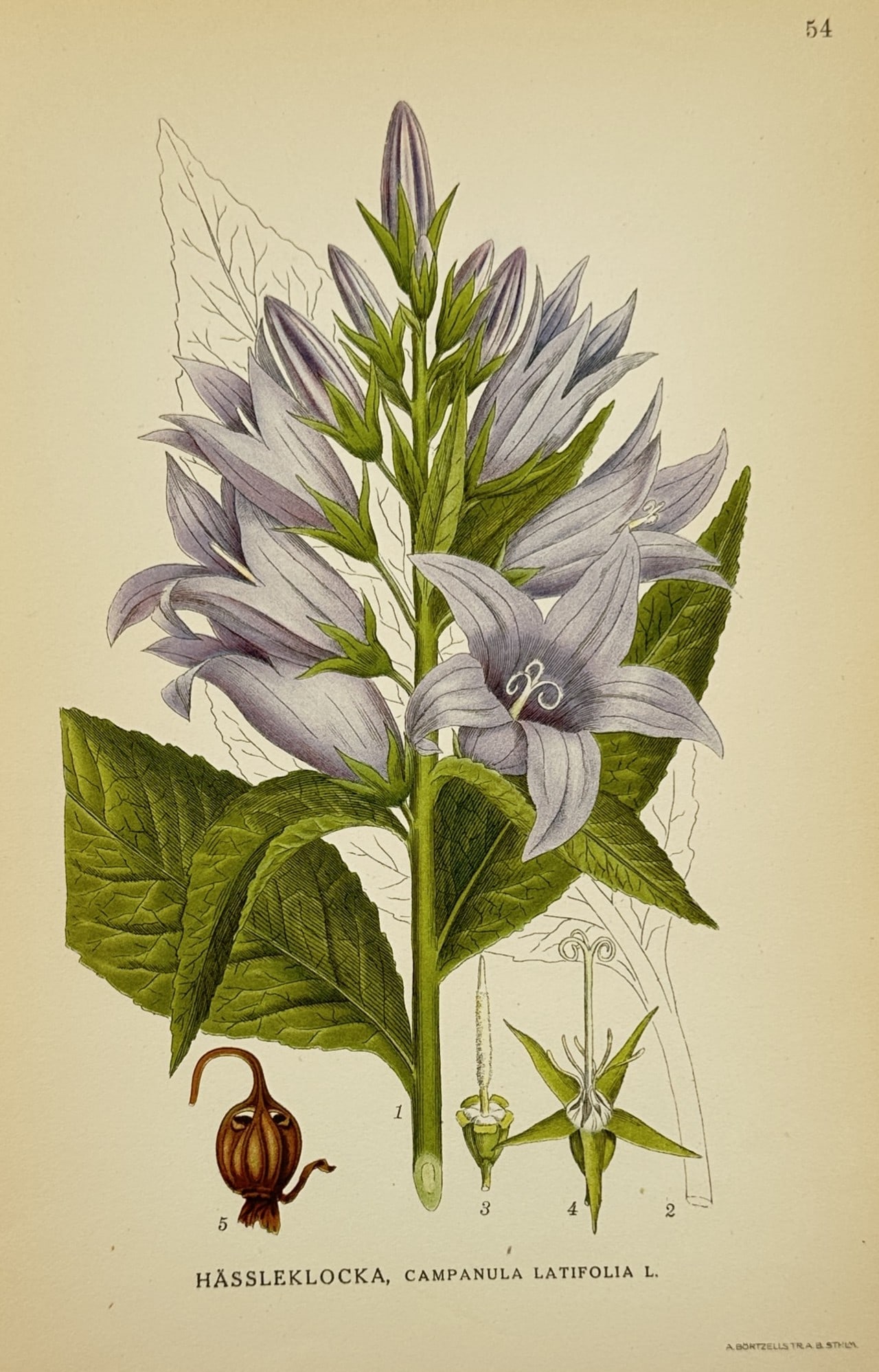 Carl Axel Magnus Lindman (1856–1928) – Study of Giant Bellflower – Chromolithograph (1 of 2)