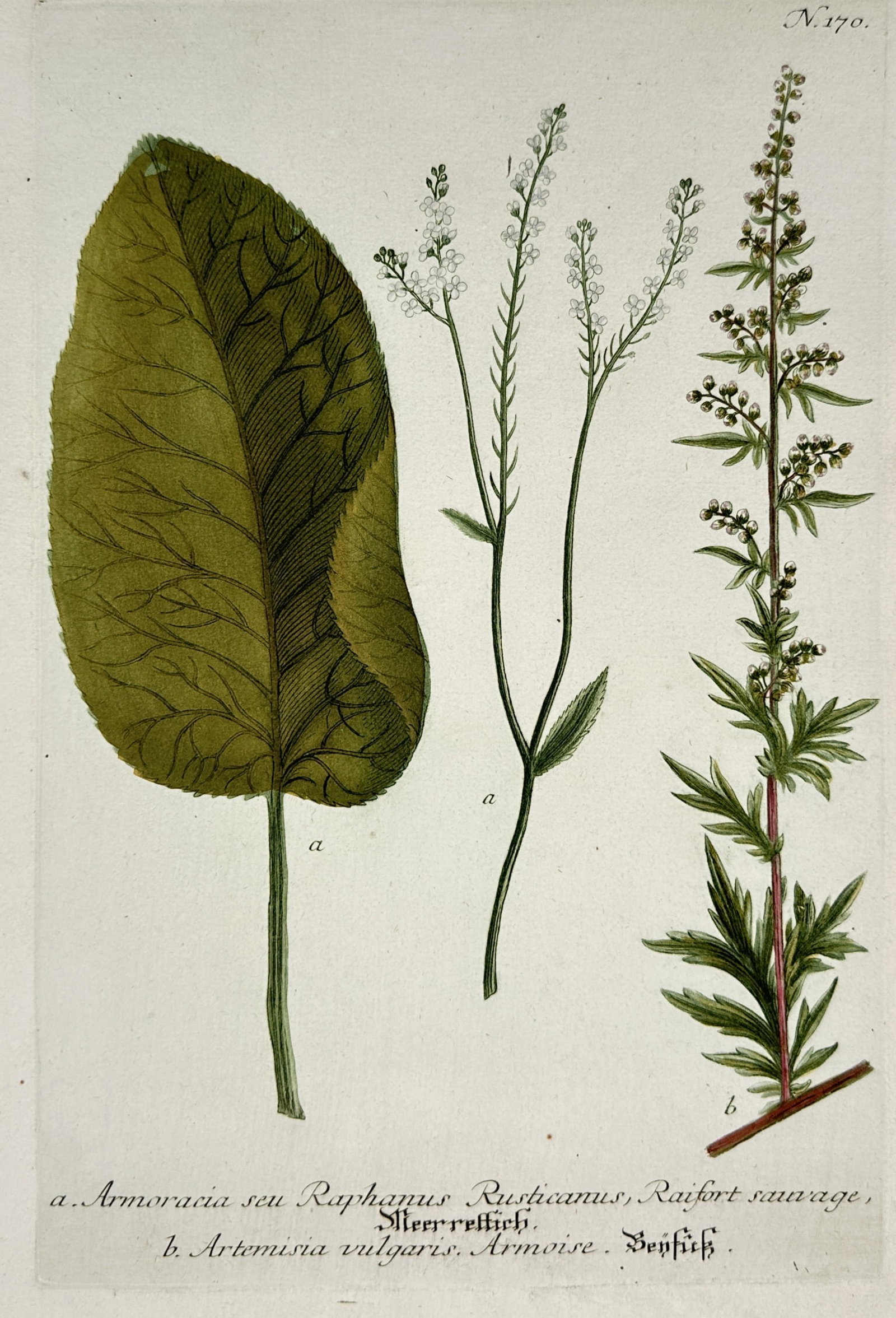 Johann Wilhelm Weinmann – Study of Horseradish and Mugwort – Hand-coloured engraving (1 of 2)