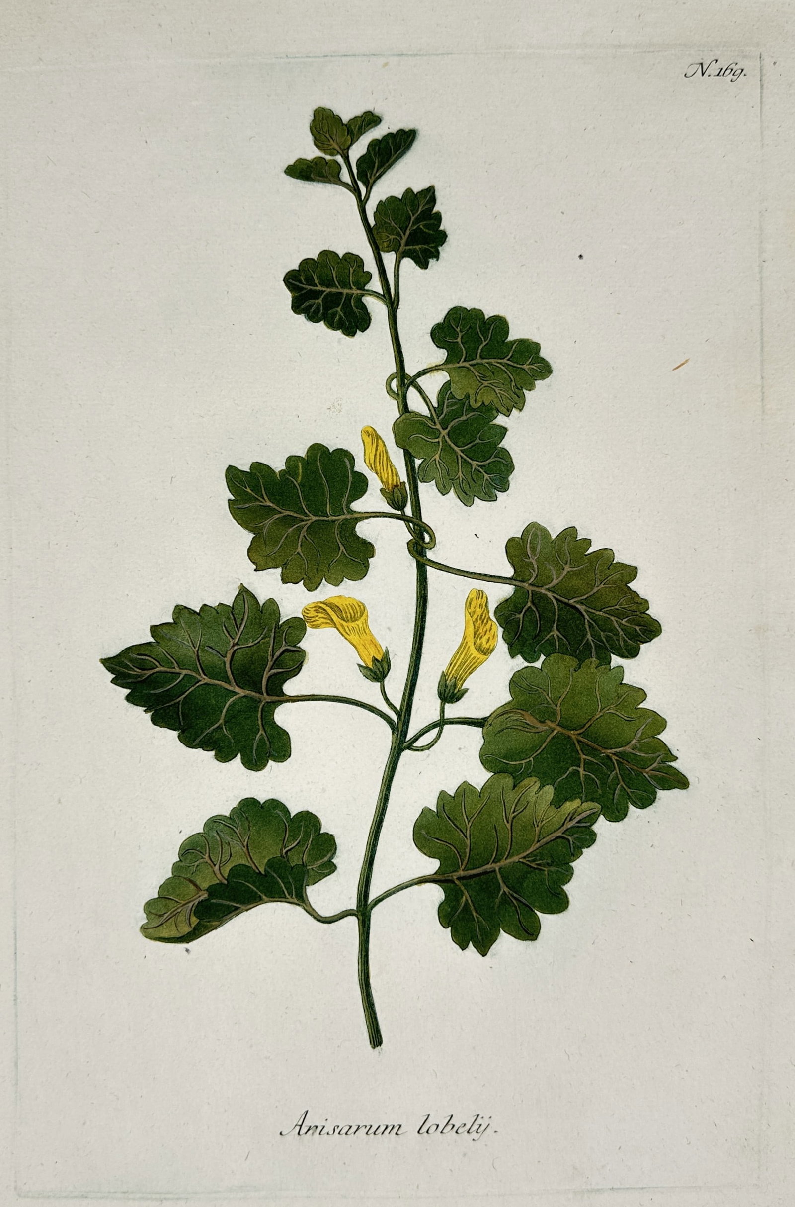 Johann Wilhelm Weinmann – Study of Anisarum lobelij – Hand-coloured engraving and mezzotint: "Anisarum lobelij." This plate features a detailed botanical study of a flowering plant, illustrating its characteristic lobed green leaves and trumpet-shaped yellow blossoms. The work utilizes a soph