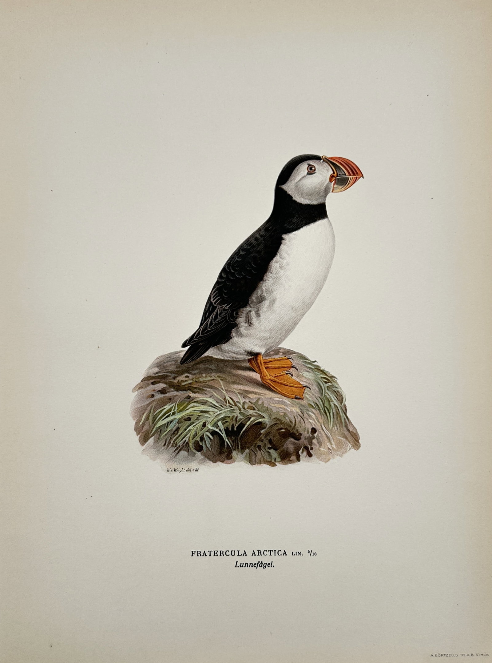 Magnus von Wright (1805–1867) – Study of an Atlantic Puffin – Chromolithograph (1927–1929) (1 of 2)