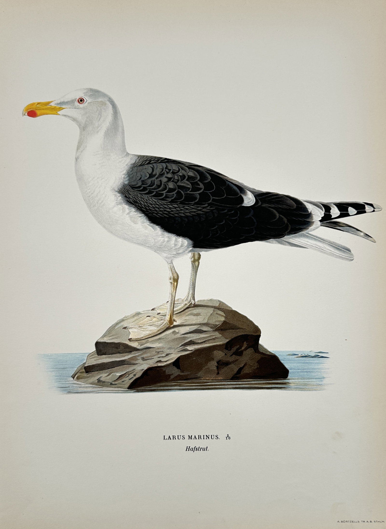 Magnus von Wright (1805–1867) – Study of a Great Black-backed Gull – Chromolithograph: "Larus Marinus. Hafstrut." This chromolithograph provides a detailed ornithological study of the Great Black-backed Gull, depicted standing on a rock amidst calm waters. The work illustrates the bird'