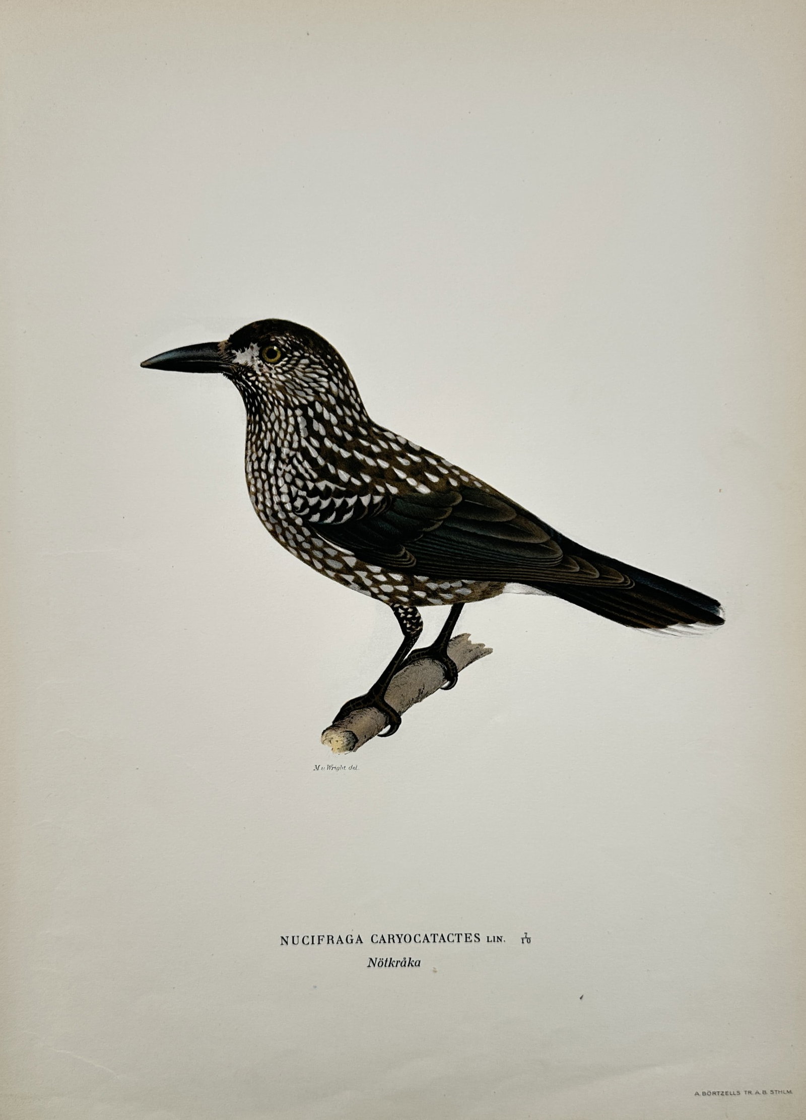 Magnus von Wright (1805–1867) – Study of a Spotted Nutcracker – Chromolithograph (1927–1929) (1 of 2)