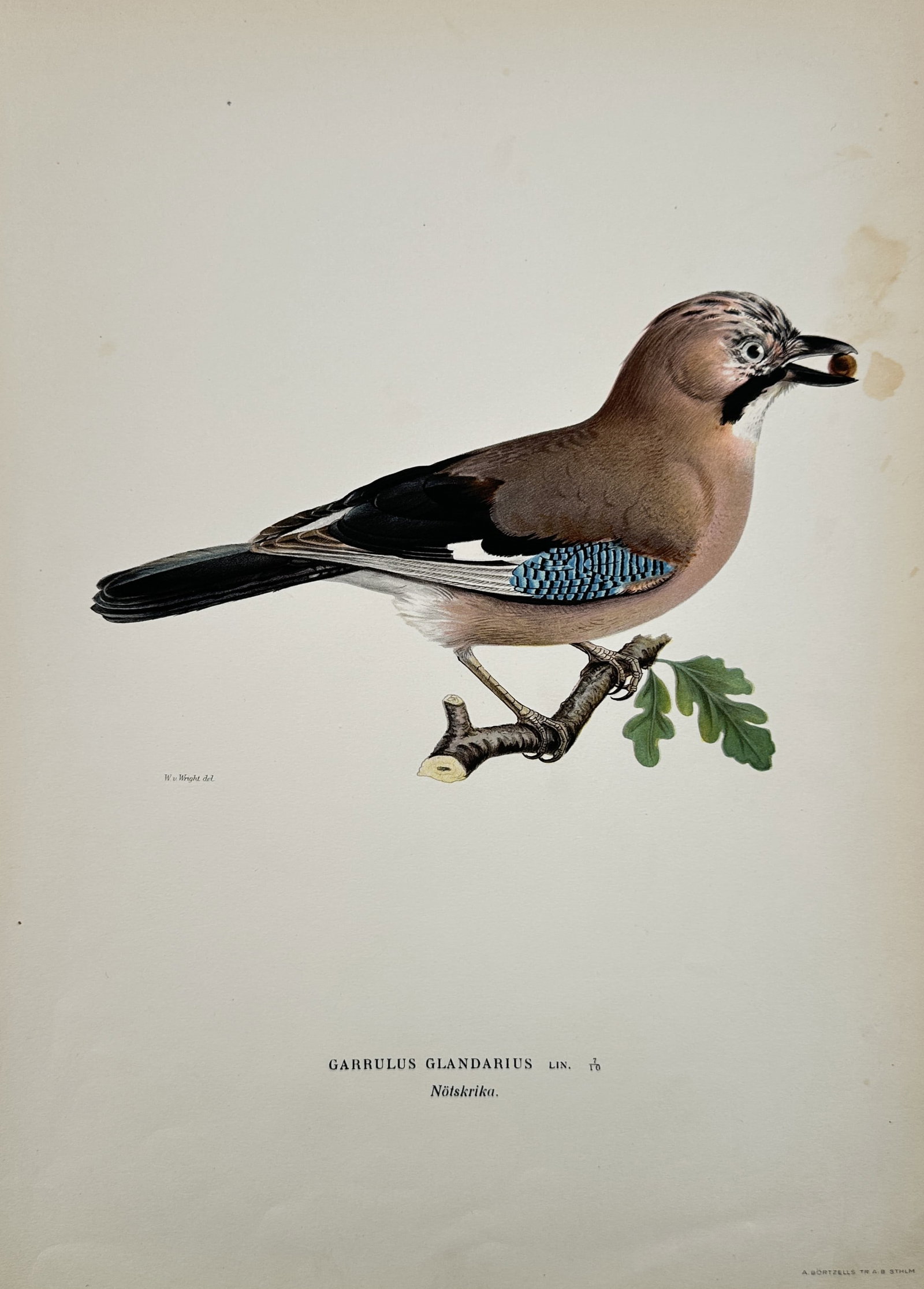 Magnus von Wright (1805–1867) – Study of a Eurasian Jay – Chromolithograph (1927–1929) (1 of 2)
