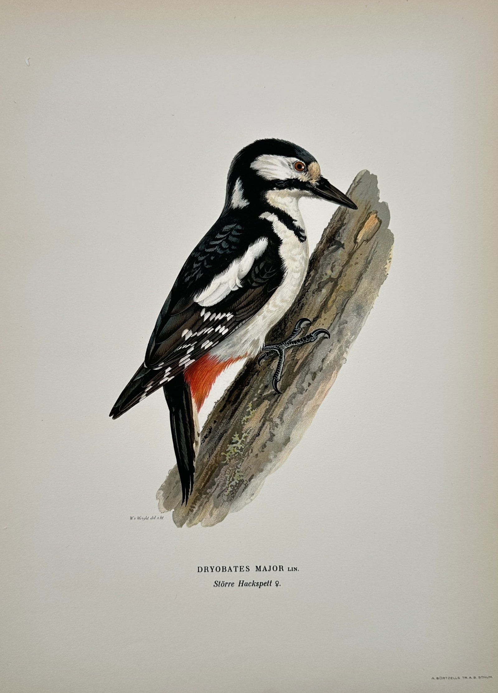 Magnus von Wright (1805–1867) – Study of a Great Spotted Woodpecker – Chromolithograph (1 of 2)