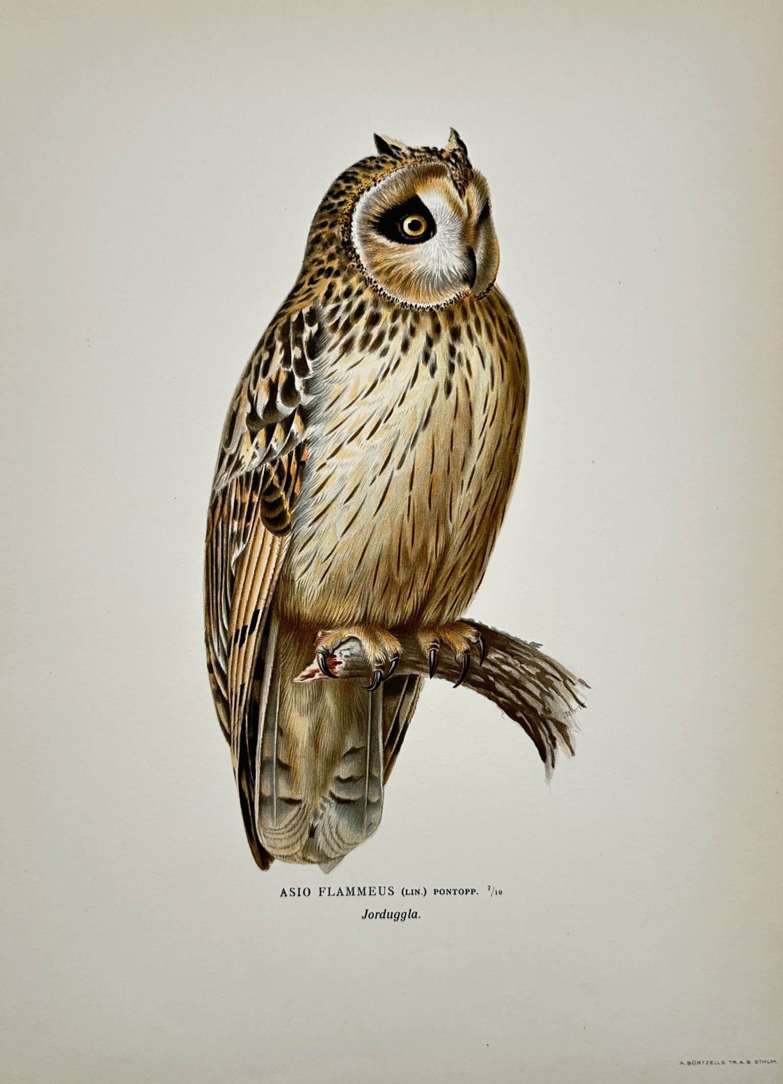 Magnus von Wright (1805–1867) – Study of a Short-eared Owl – Chromolithograph (1927–1929) (1 of 2)