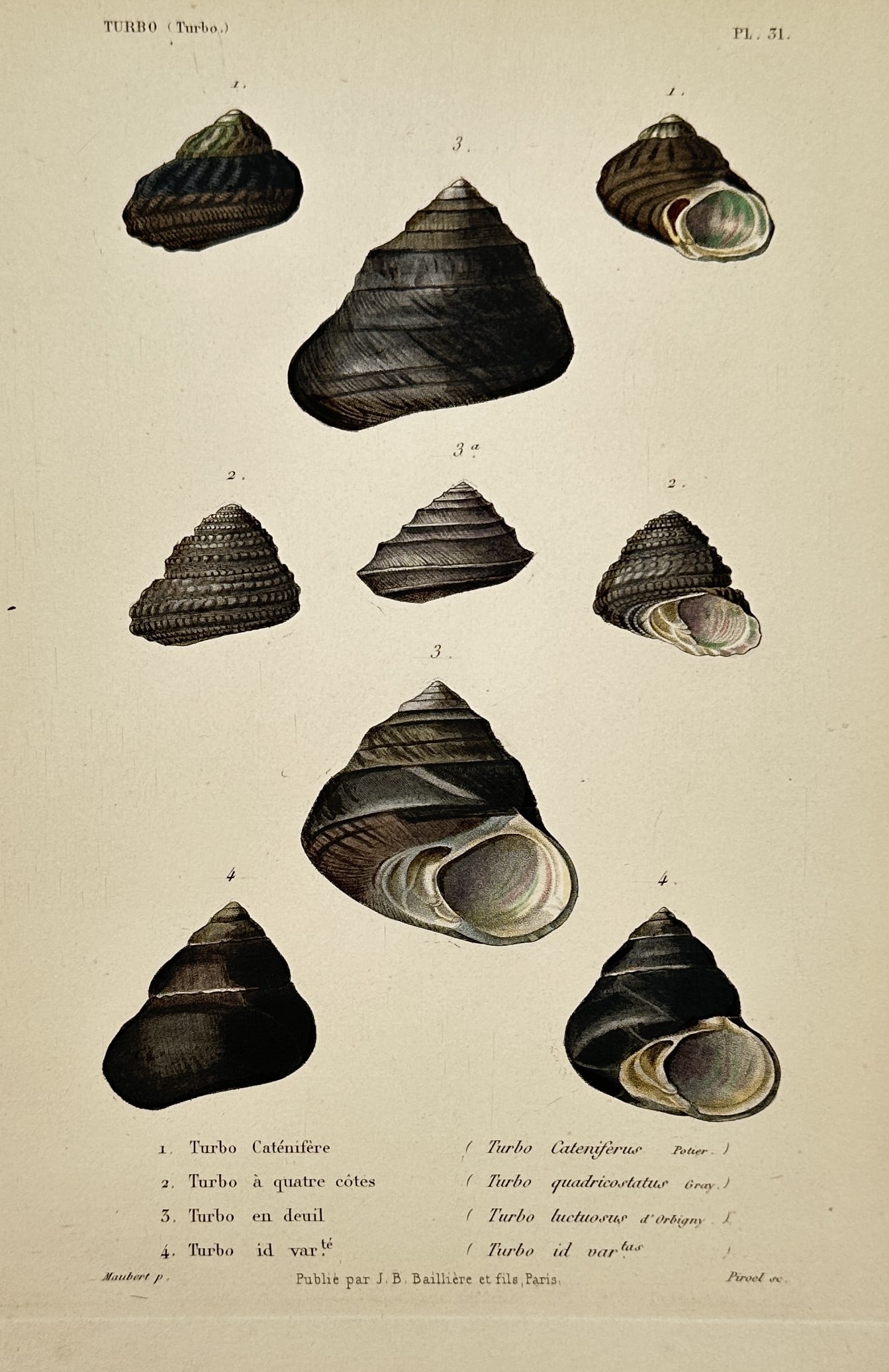 Jean-Baptiste Baillière (publisher) – View of Turbo Shells – Hand-coloured lithograph (1 of 2)