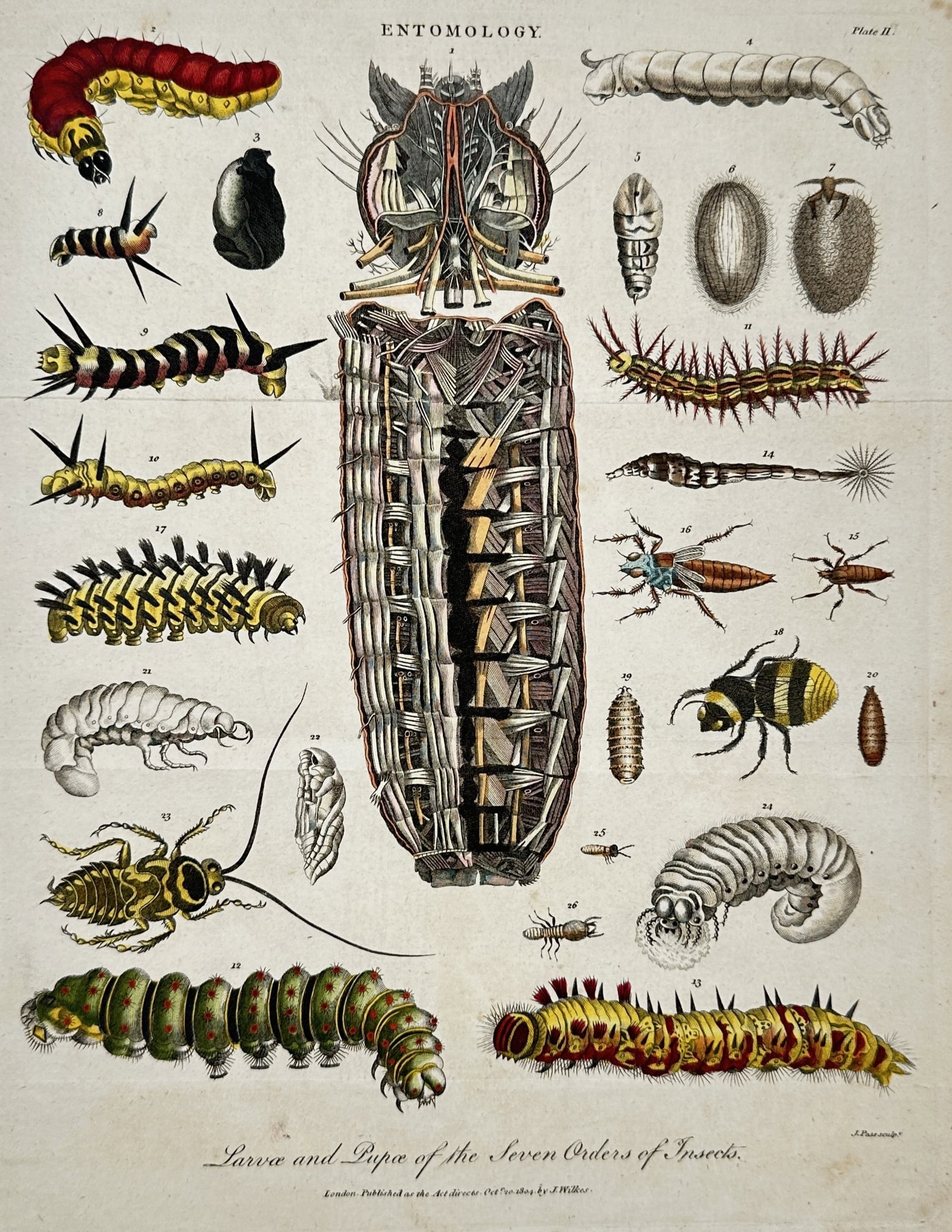 John Wilkes – Larva and Pupa of the Seven Orders of Insects – Hand-coloured engraving (1805): "The Singing Falcon, and African Sparrow-Hawk." This engraving illustrates two birds of prey perched on a gnarled, leafless branch, showing the species in profile with fine attention to their plumage