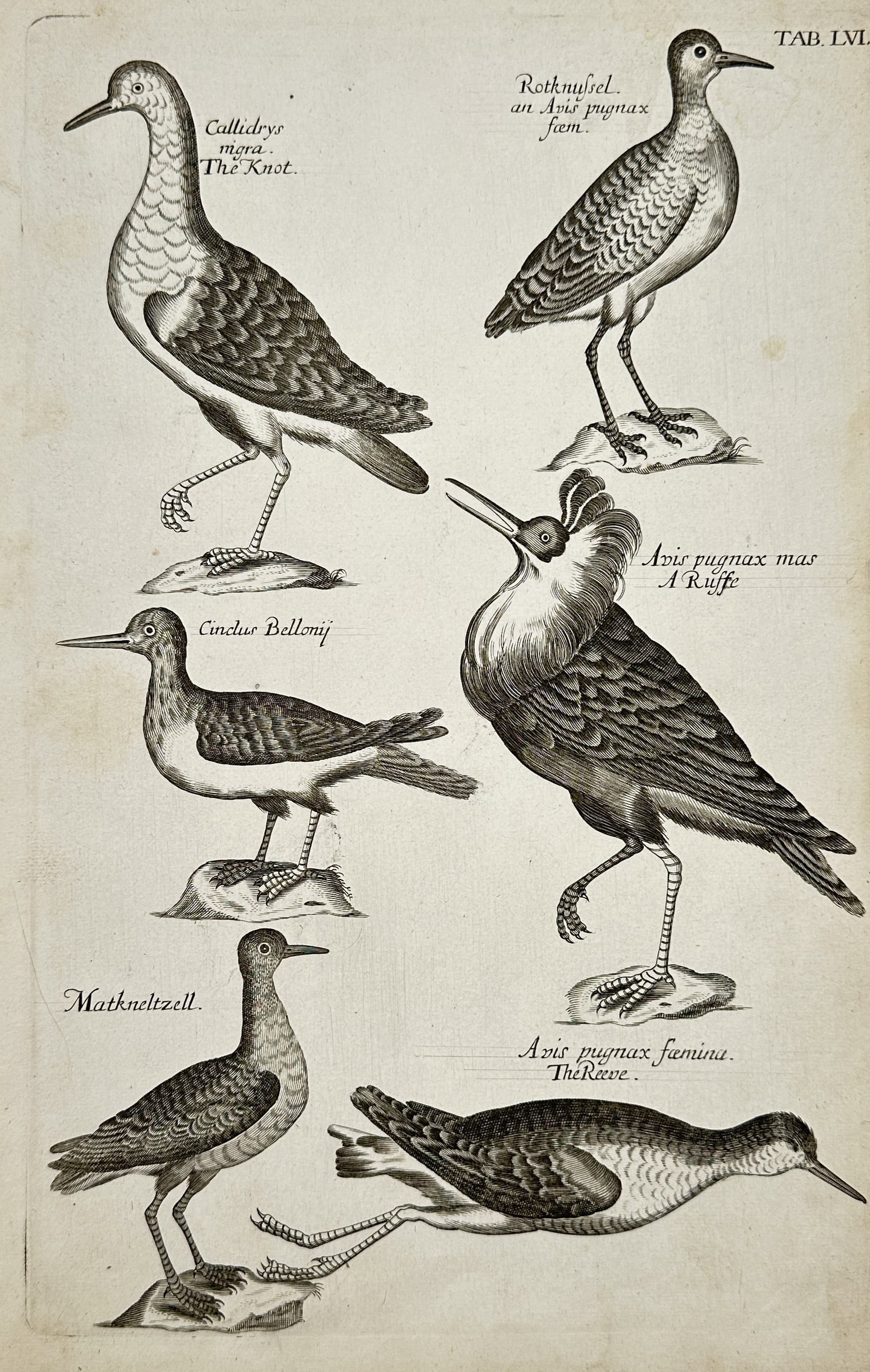 Jan Jonston – View of Wading Birds including the Knot and Ruff – Engraving (1650) (1 of 2)