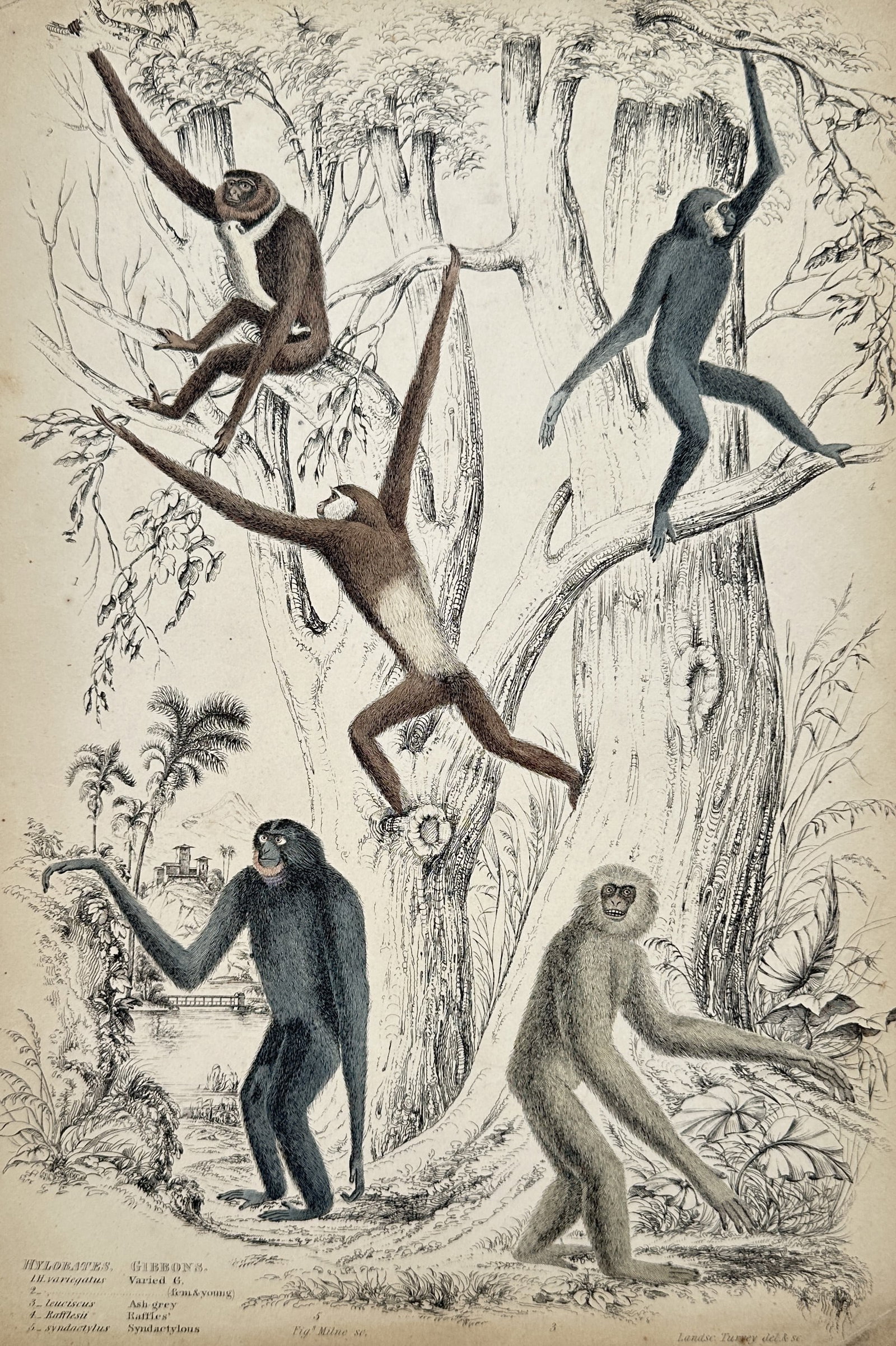 William MacGillivray – View of Various Gibbons – Hand-coloured engraving (1839) (1 of 2)
