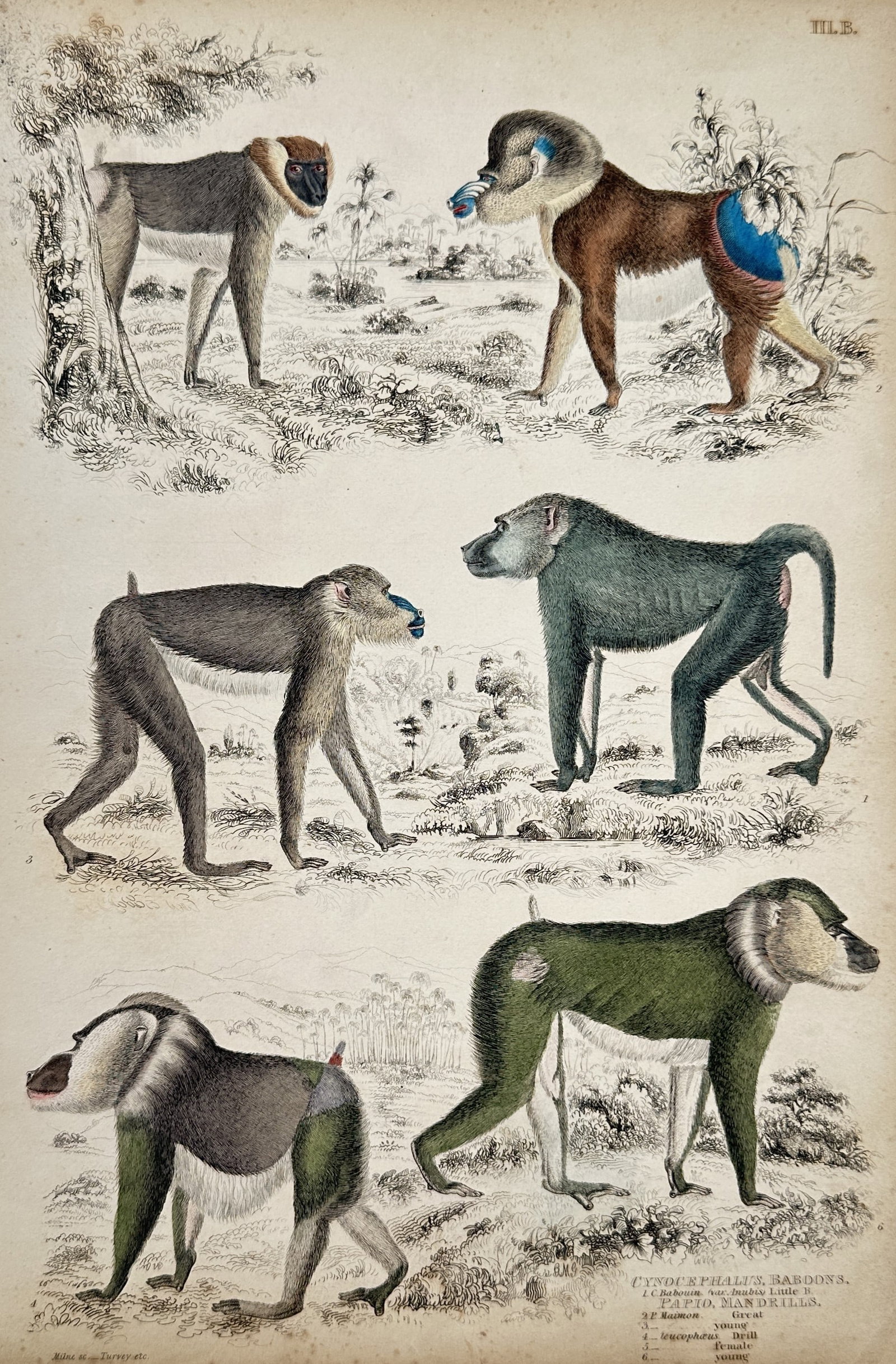 William MacGillivray – View of Various Baboons and Mandrills – Hand-coloured engraving (1839) (1 of 2)