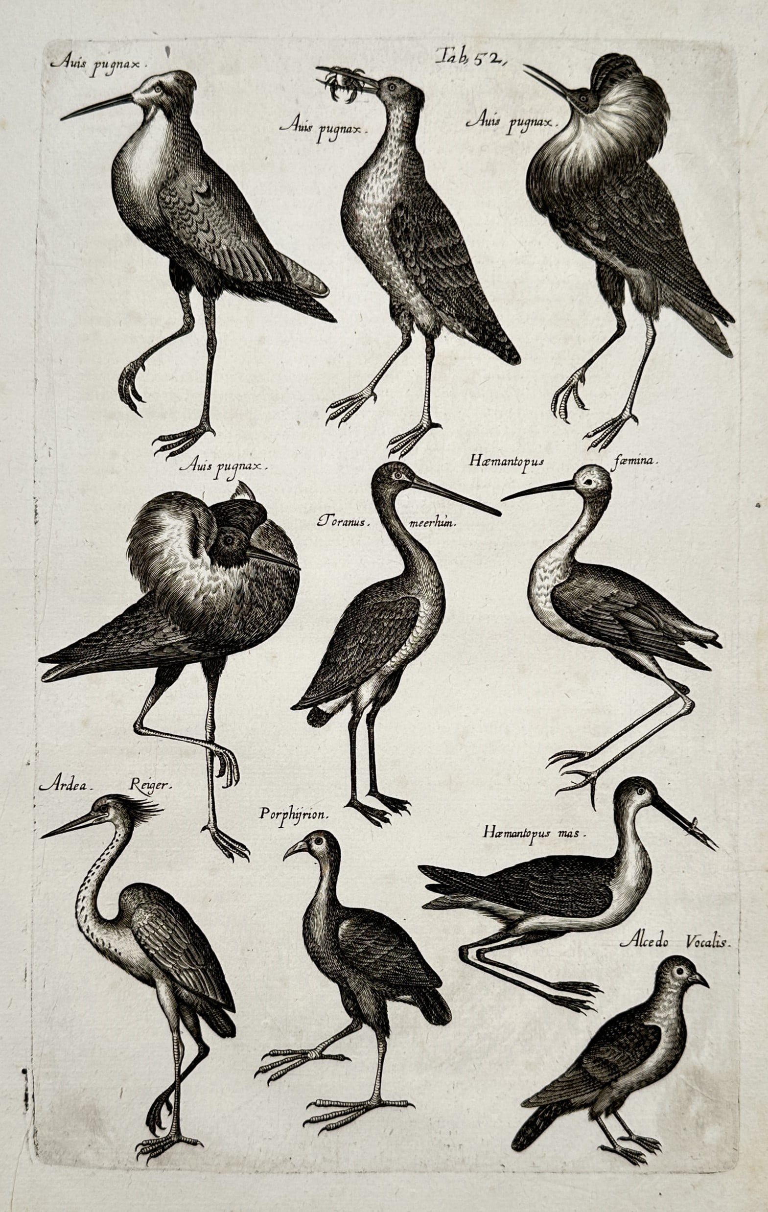 Jan Jonston – View of Wading Birds including the Ruff and Heron – Engraving (1650) (1 of 2)