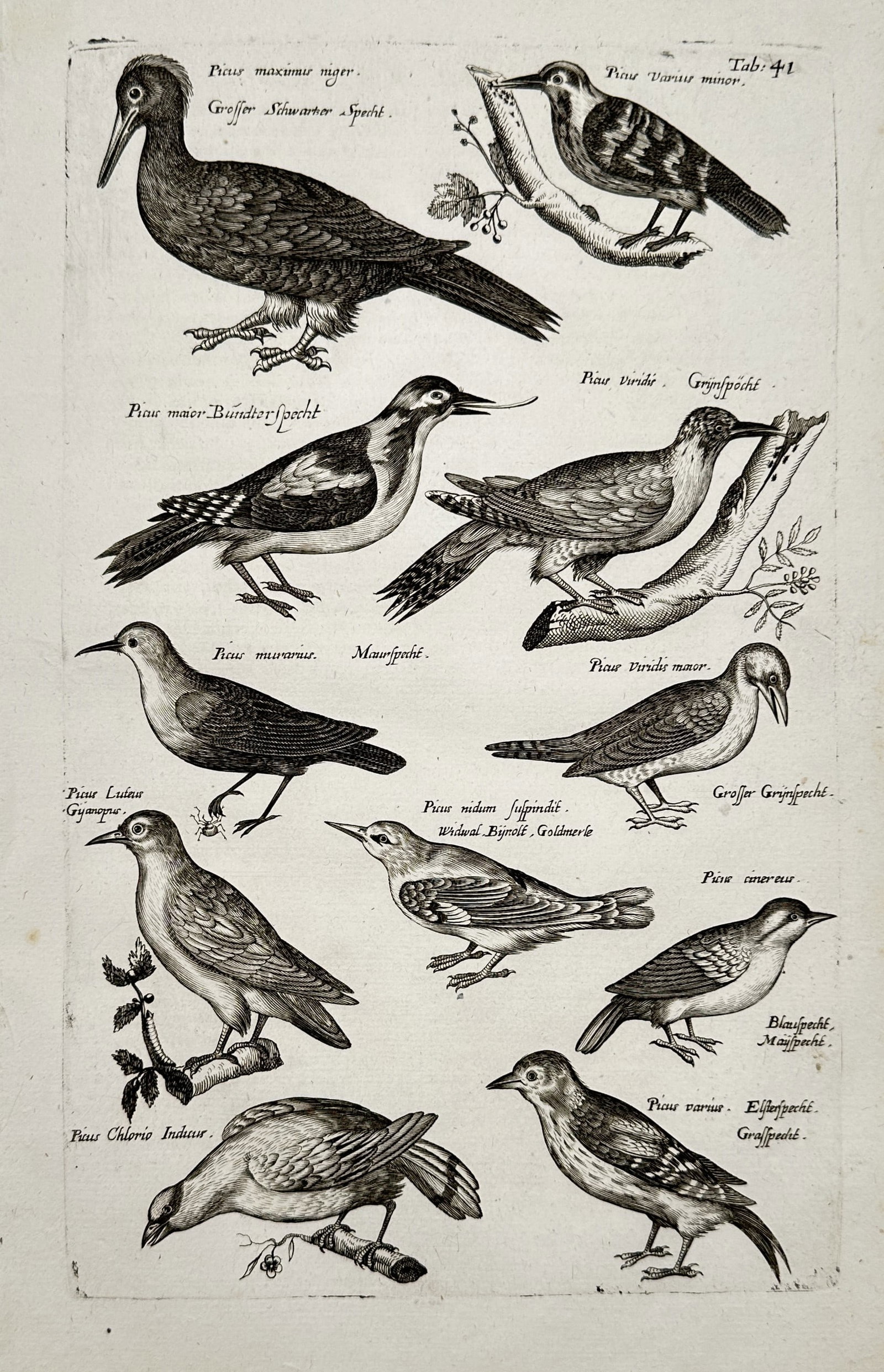 Jan Jonston – View of Woodpeckers and Songbirds – Engraving (1650) (1 of 2)