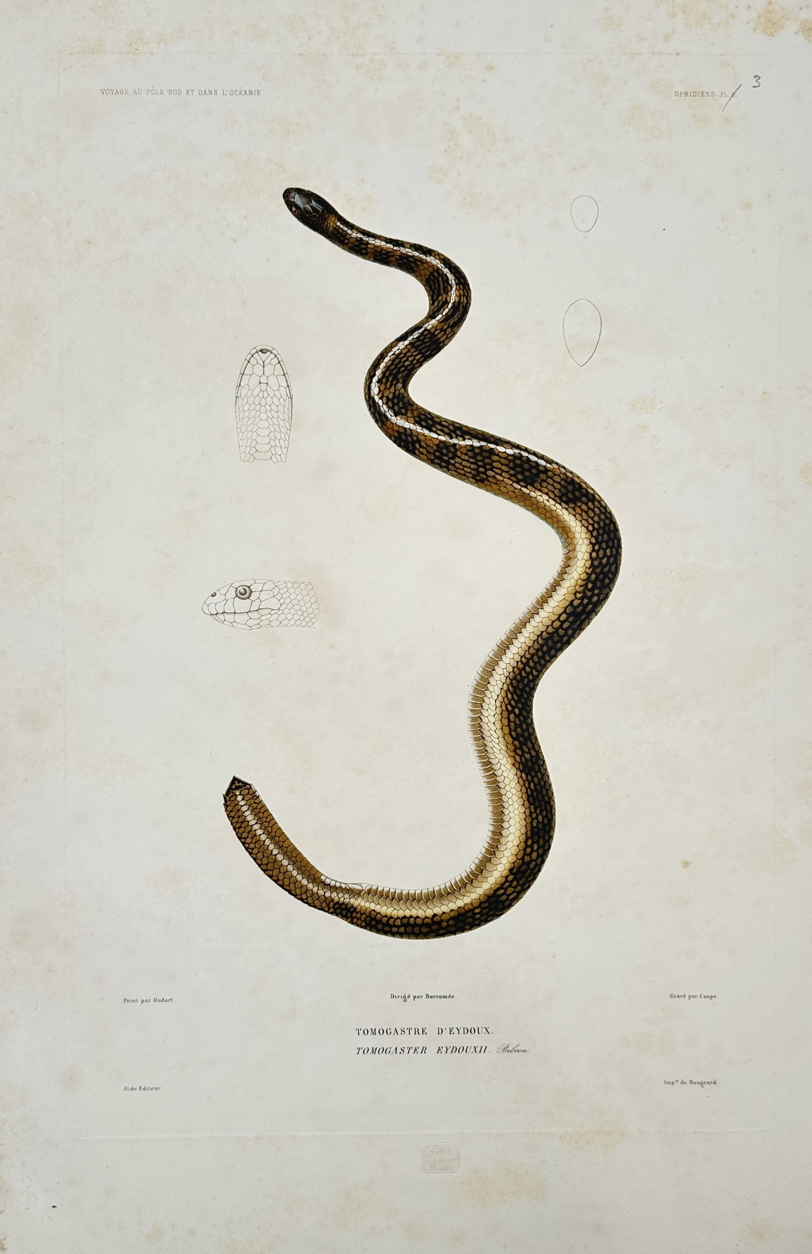 Jean-Baptiste-Alexandre Gide – Sea Snake – Hand-coloured lithograph (1834) (1 of 2)