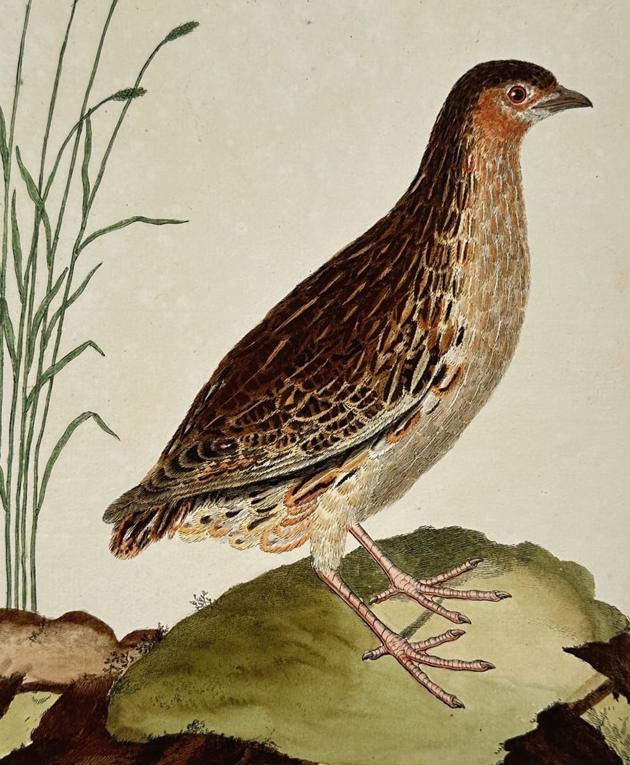 François-Nicolas Martinet (1731-1800) – Quail – Hand-coloured etching (1770): "La Caille" illustrates a common quail standing on a mossy mound with tall blades of grass in the background. This plate was published in the monumental work Natural History of Birds by Georges-Louis