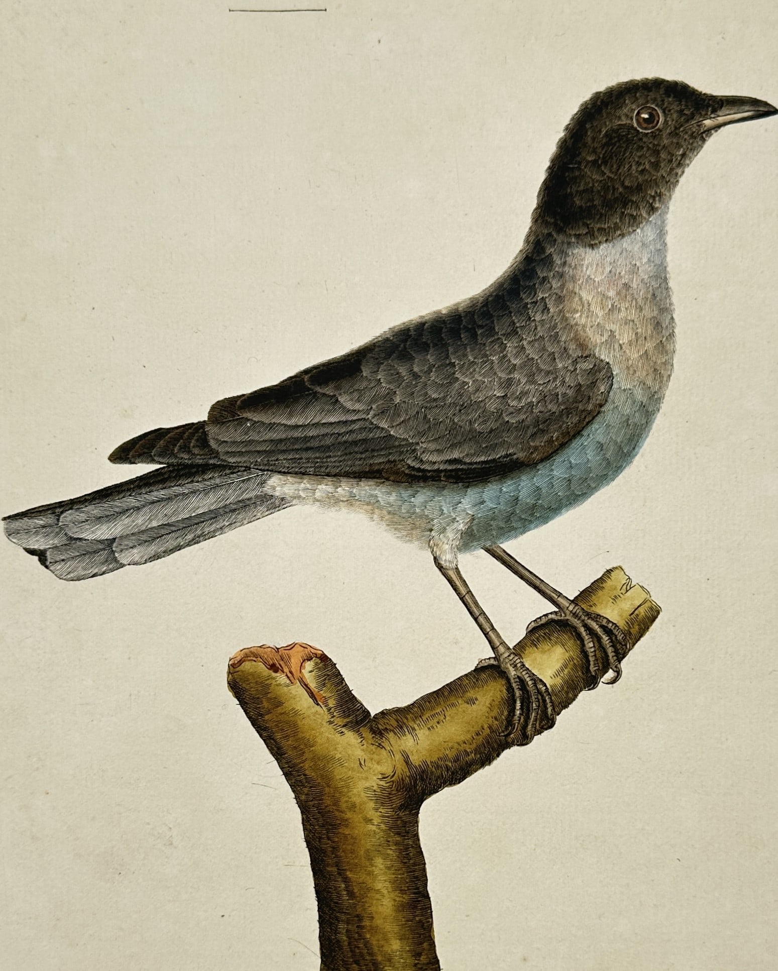 François-Nicolas Martinet (1731-1800) – Madagascar Cuckooshrike – Hand-coloured etching (1770) (1 of 3)