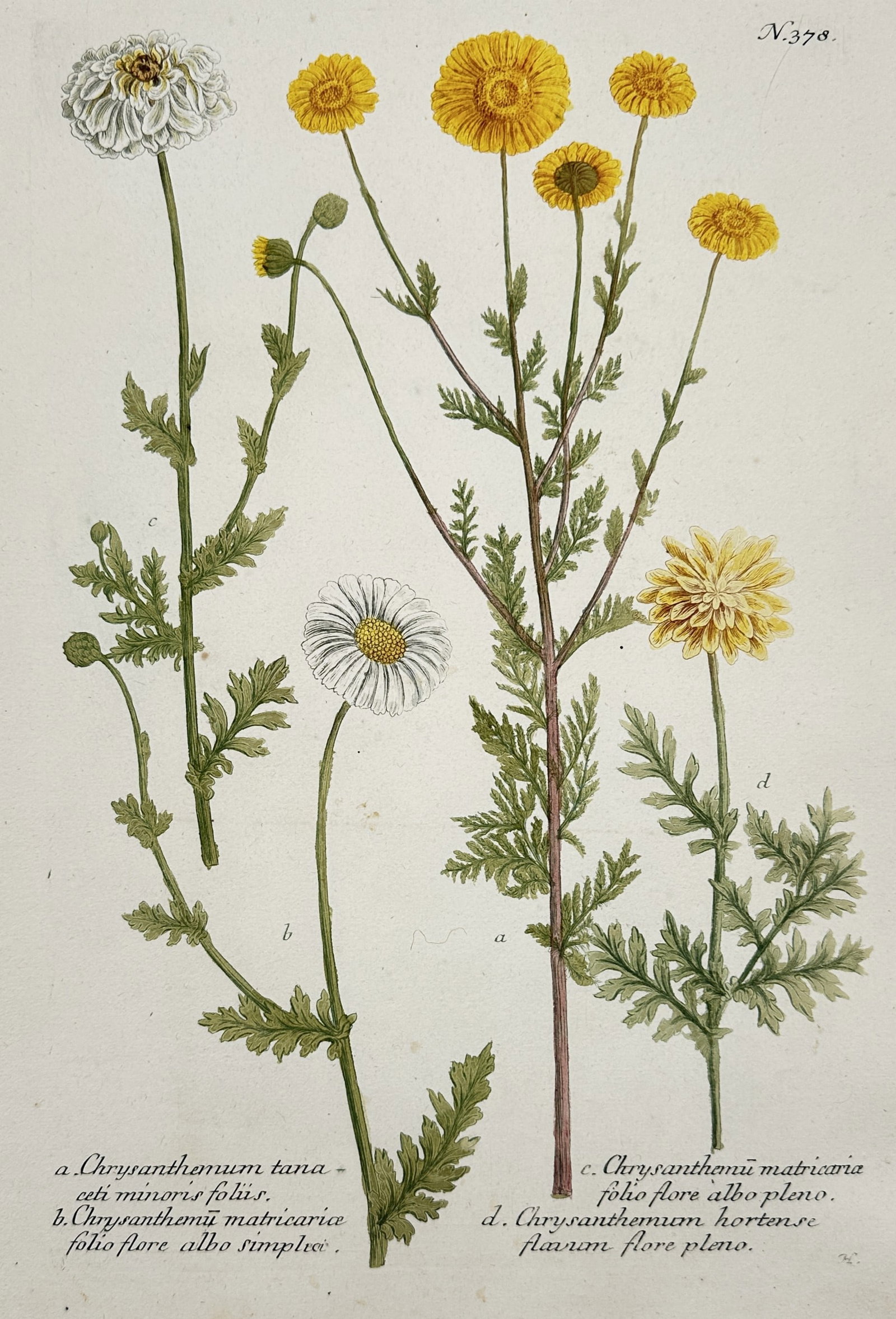 Johann Wilhelm Weinmann – View of Various Chrysanthemums – Hand-coloured etching: "Chrysanthemum tanaceti minoris foliis" illustrates several varieties of chrysanthemum flowers with white and yellow blooms in both single and double-petalled forms. This botanical plate was published