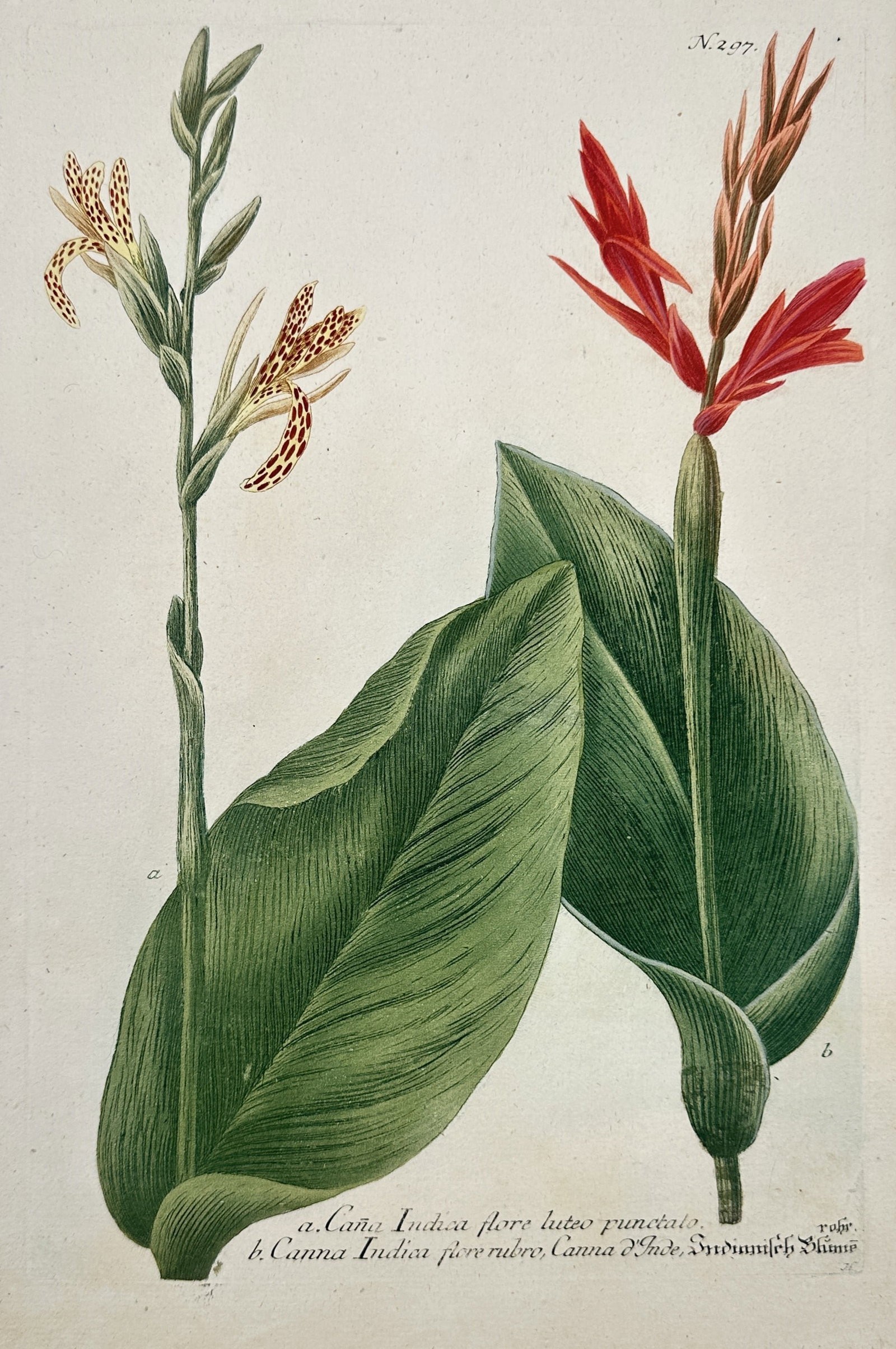 Johann Wilhelm Weinmann – View of Canna Lily Varieties – Hand-coloured etching and mezzotint (1 of 2)