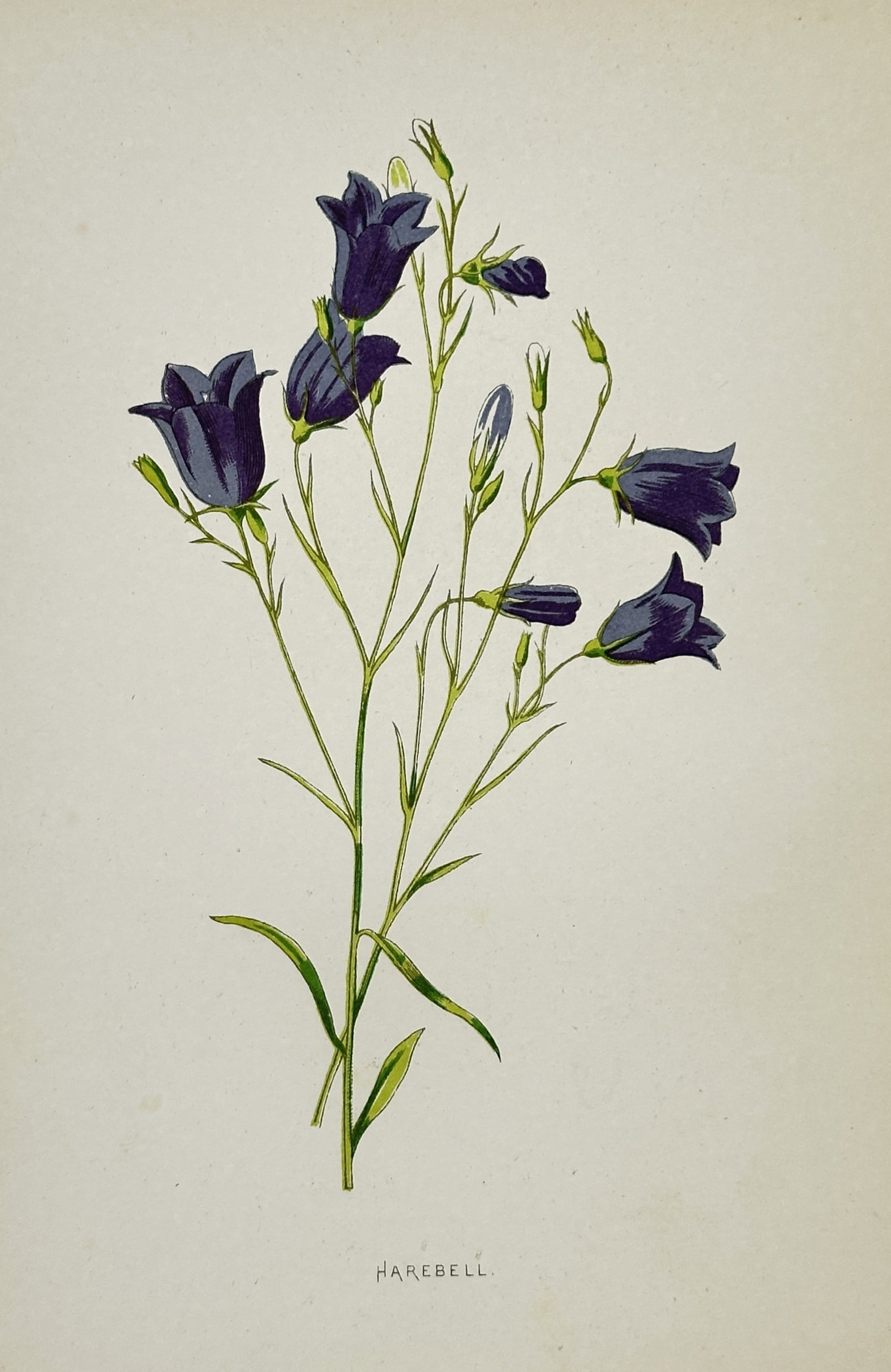 Frederick Edward Hulme (1841–1909) – View of the Harebell – Chromolithograph (1880) (1 of 2)
