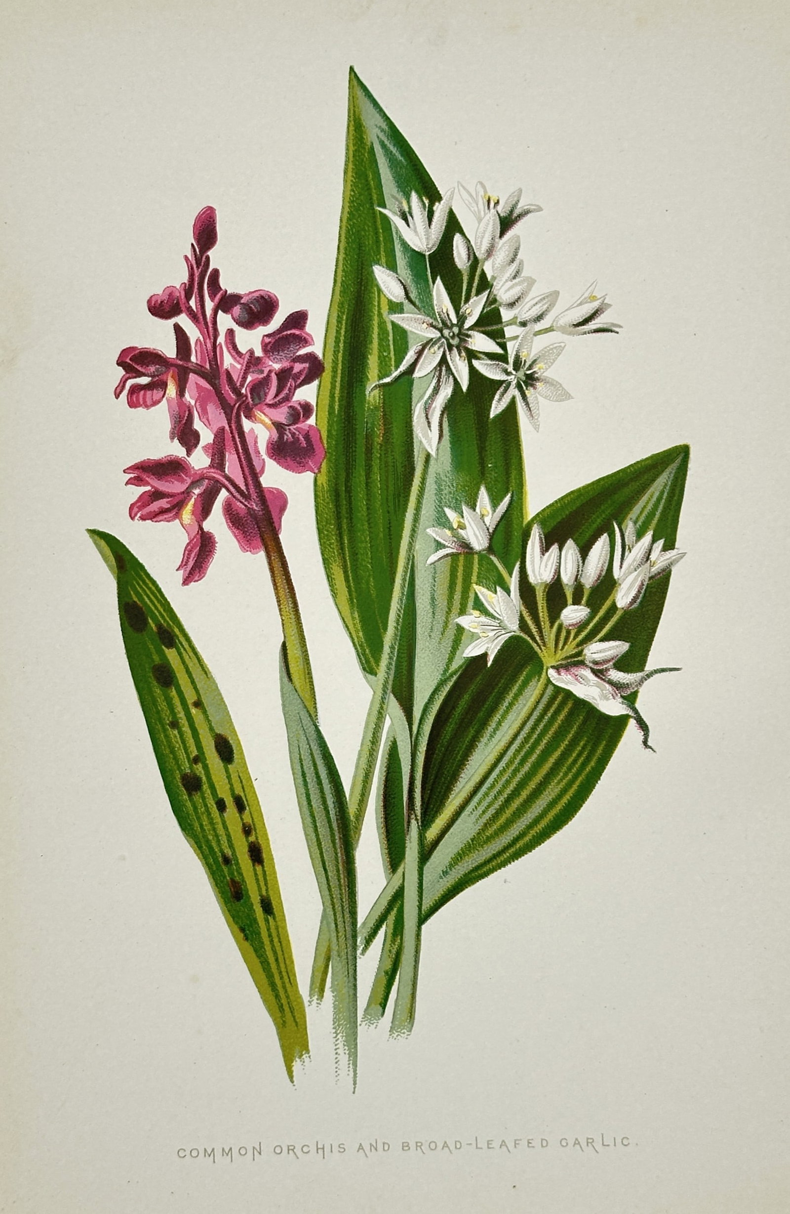 Frederick Edward Hulme (1841–1909) – View of the Common Orchis and Broad-Leafed Garlic (1 of 2)