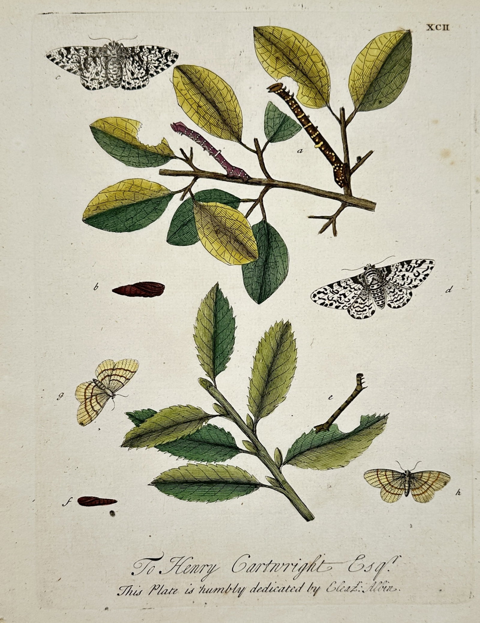 Eleazar Albin – View of Moths and Larvae on Willow and Elm – Hand-coloured copper engraving (1 of 2)