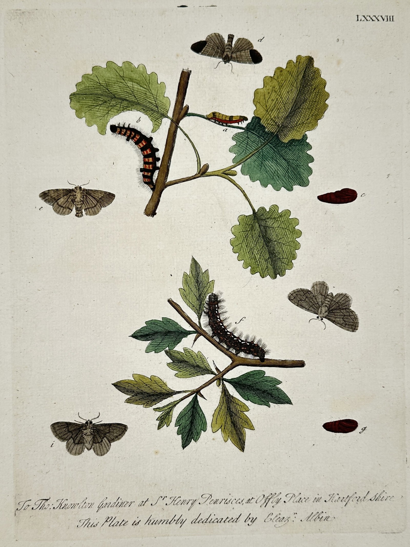 Eleazar Albin – View of Moths and Larvae on Oak and Hawthorn – Hand-coloured copper engraving: "To Tho: Knowlton Gardiner" portrays a detailed entomological study featuring various species of moths and their larvae on branches of oak and hawthorn. The composition illustrates the life cycles of 