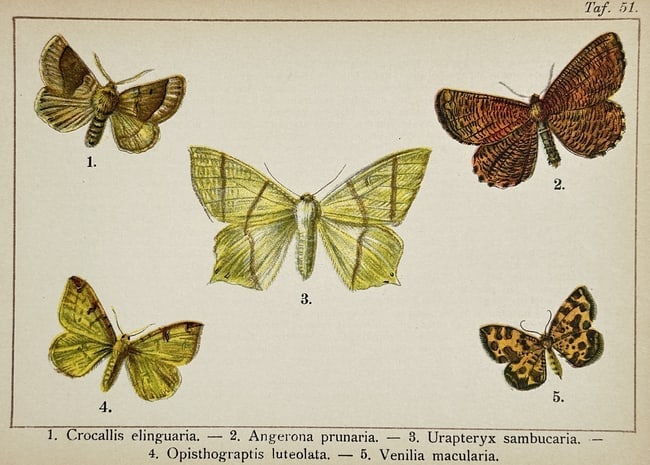 Gottfrid Adlerz (1858–1918) – Scalloped Oak, Orange Moth, and Swallow-tailed Mot (1 of 2)