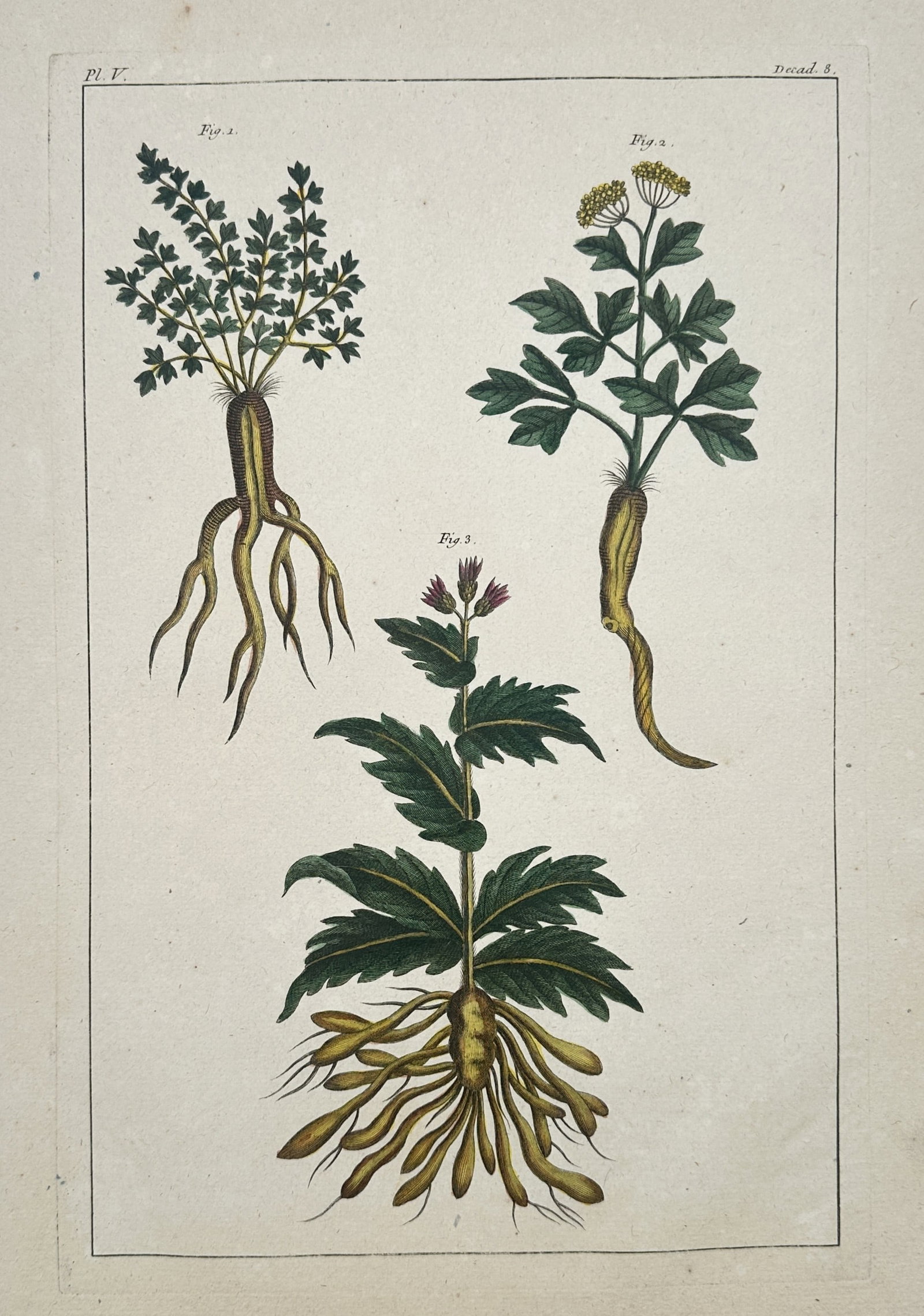 Pierre-Joseph Buc'hoz (1731-1807) – Botanical Studies of Tuberous and Taproot Plants (1 of 2)