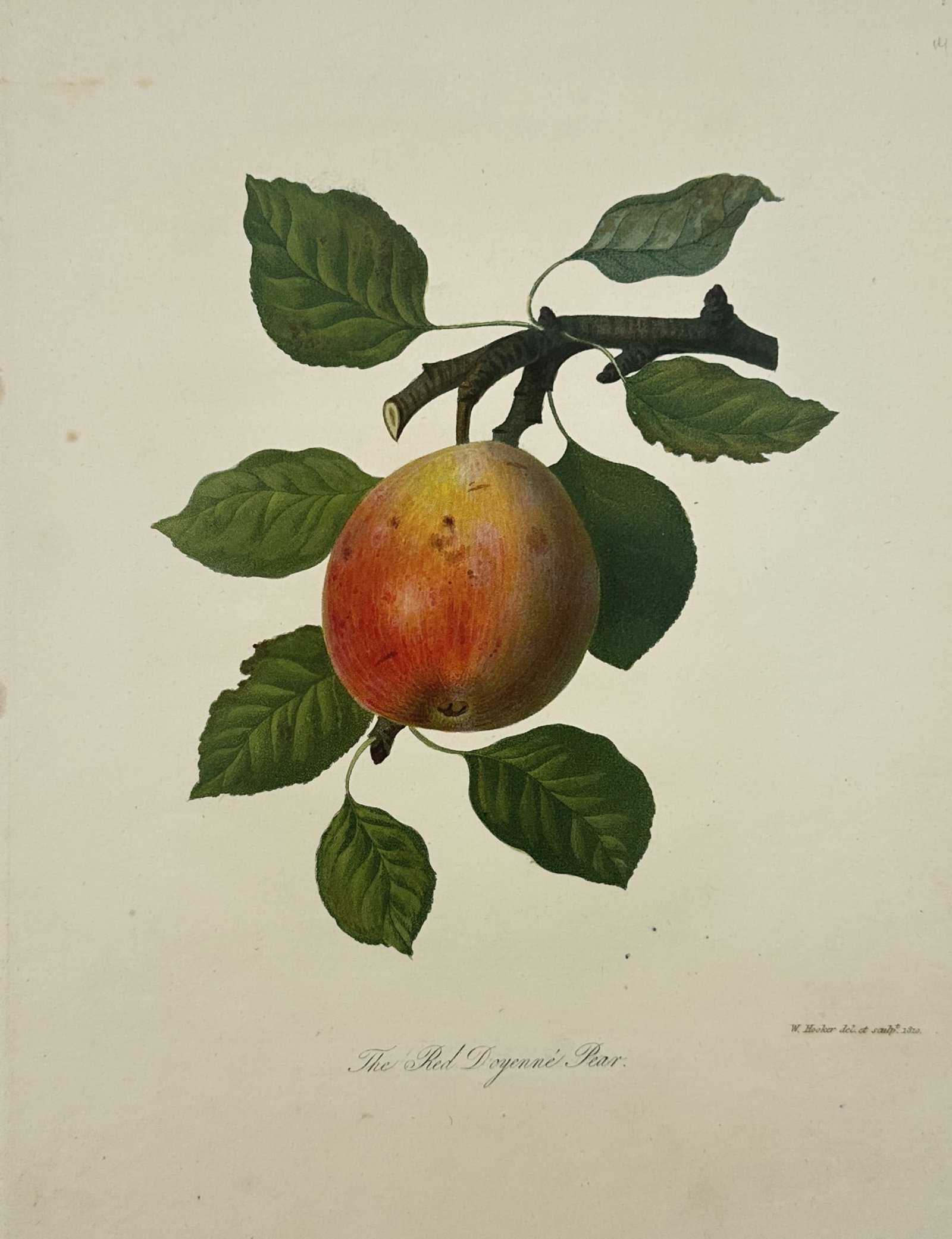 Augusta Innes Withers (1792–1877) – The Red Doyenné Pear – Hand-coloured engraving: "The Red Doyenné Pear" depicts a single, ripe pear with a blush-red skin hanging from a woody branch with several green leaves. This hand-coloured engraving is a plate from Pomona Britannica; or, a c